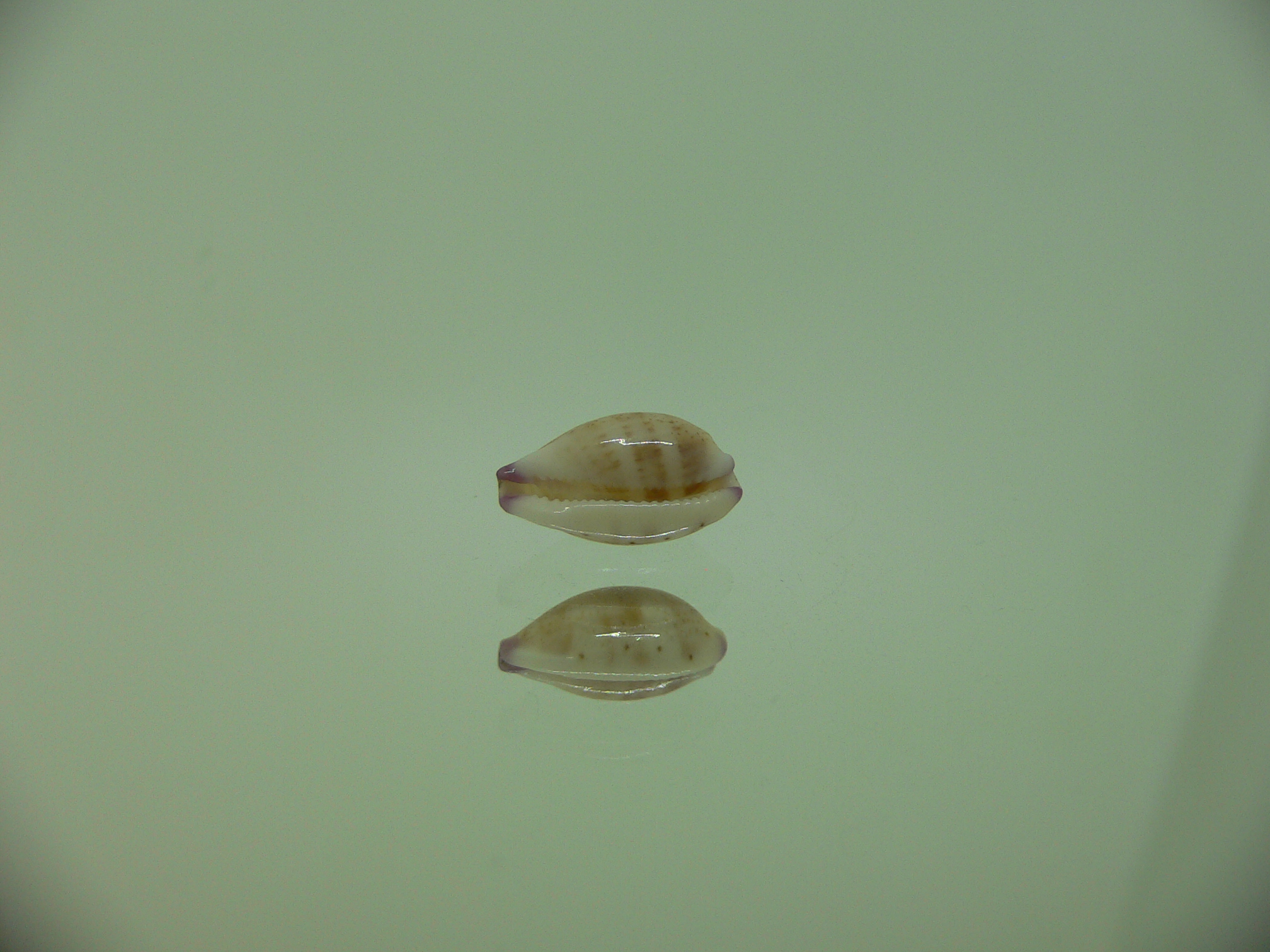 Cypraea microdon microdon 9