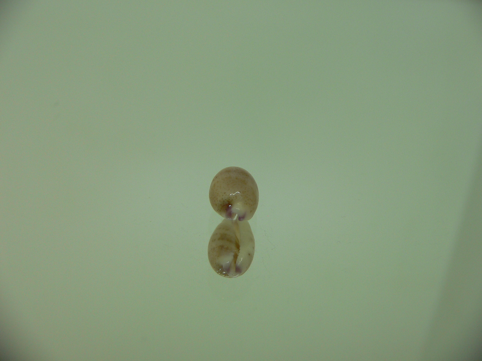 Cypraea microdon microdon 9