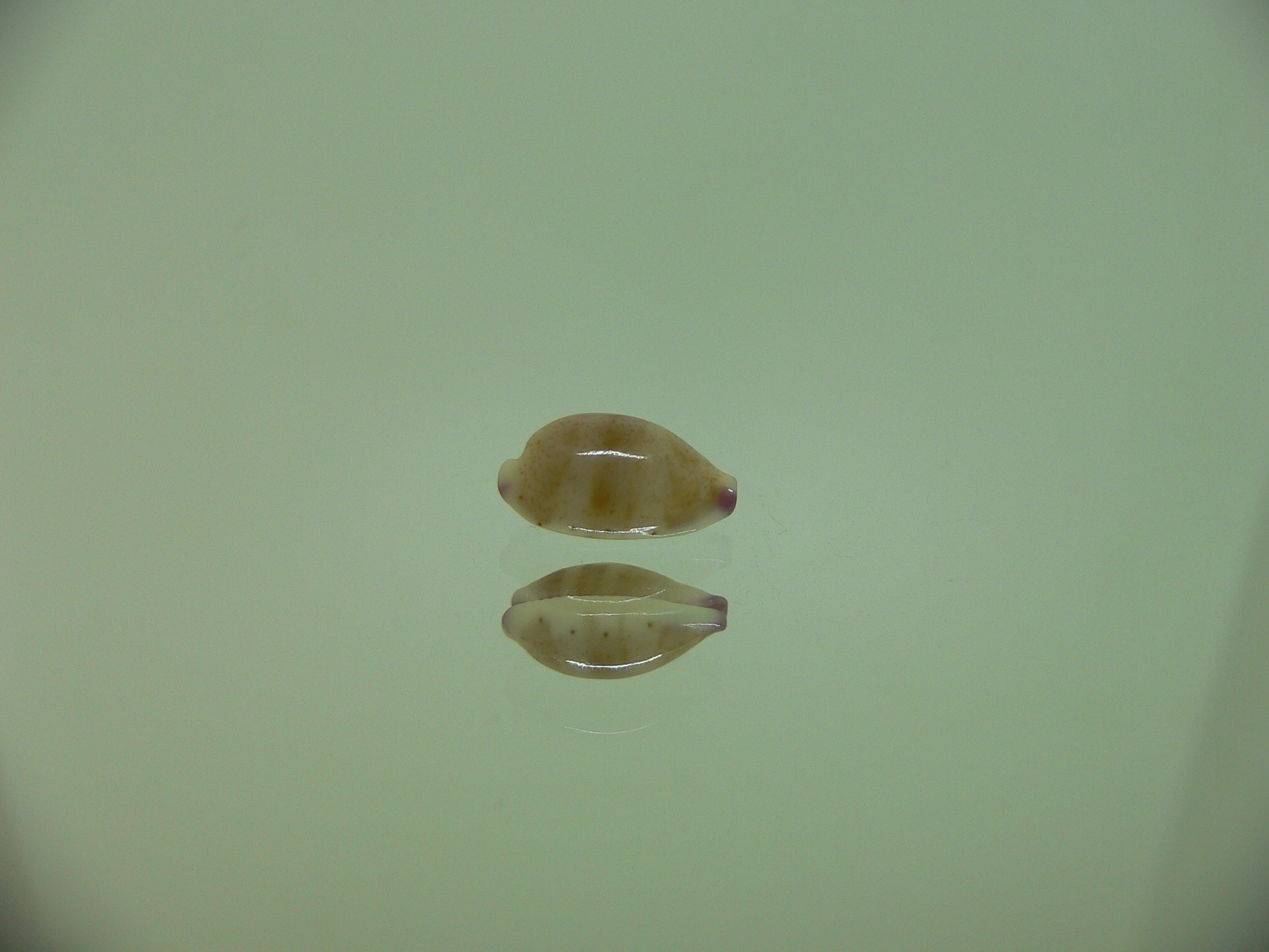 Cypraea microdon microdon 9