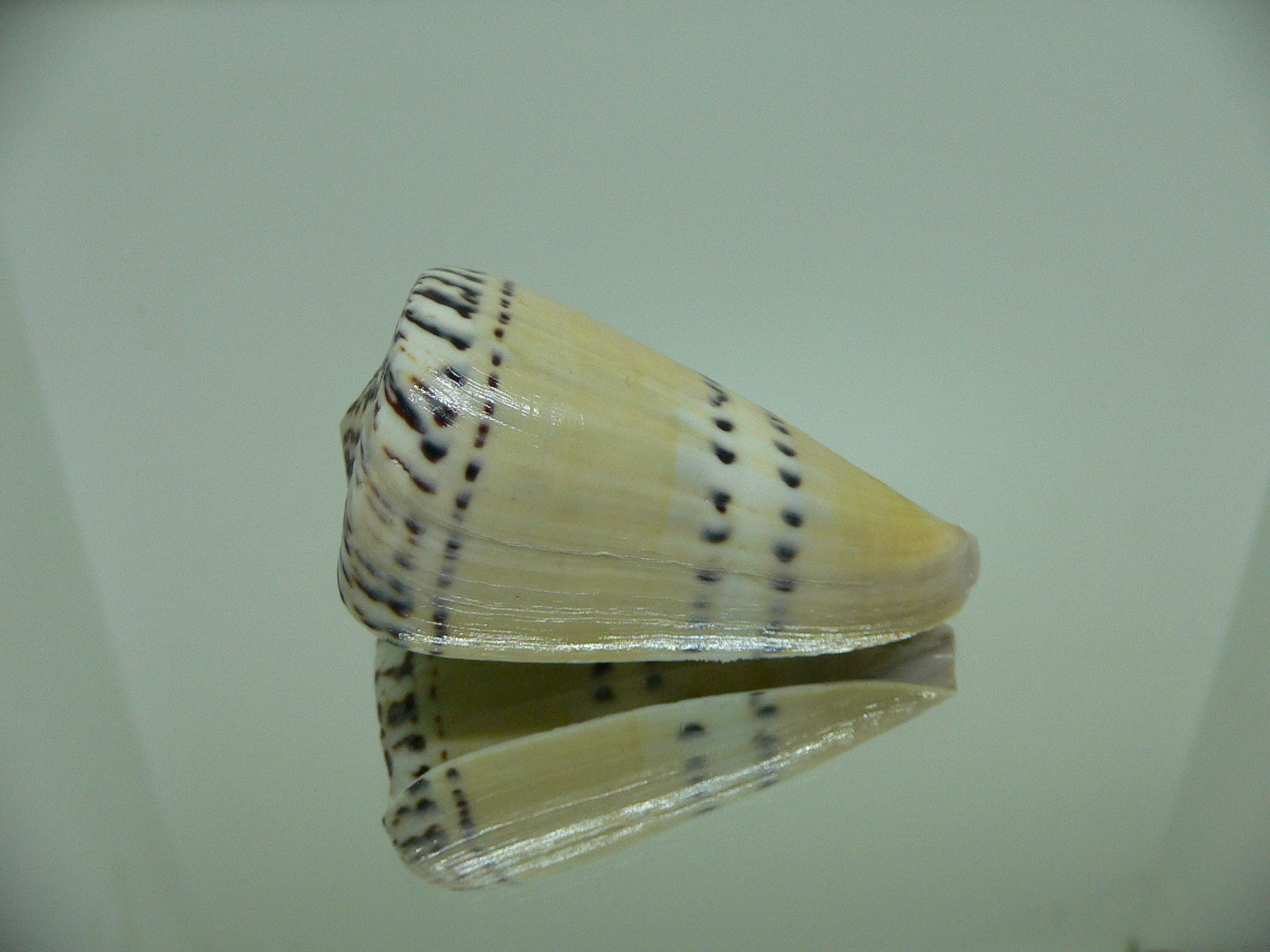 Conus mustelinus