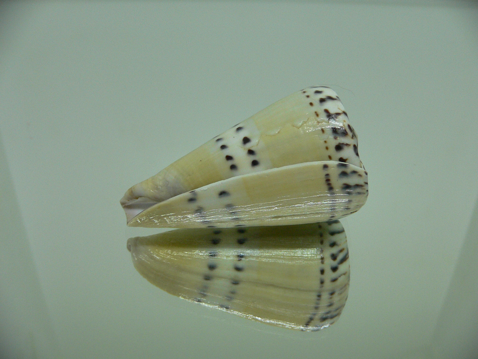 Conus mustelinus