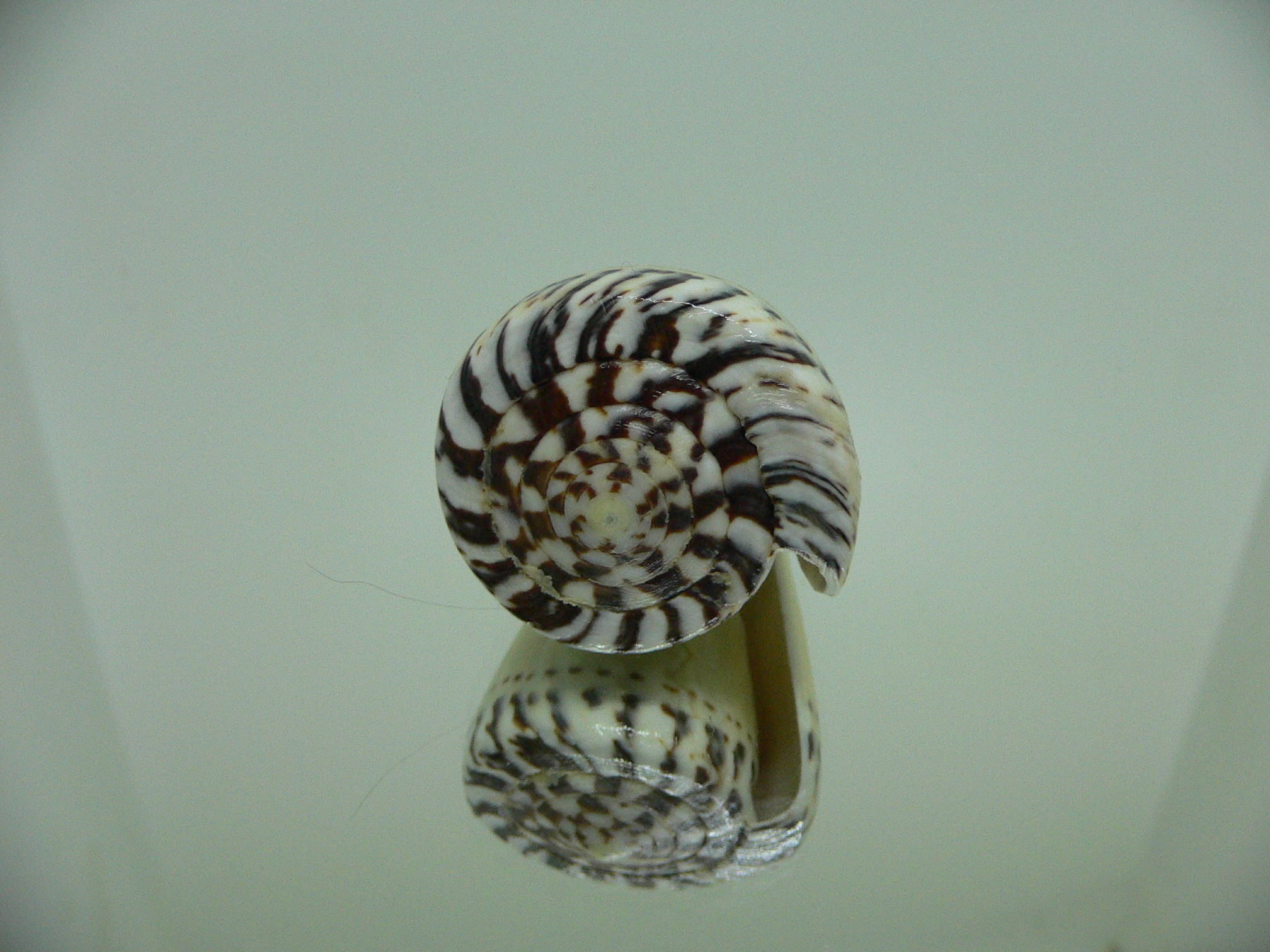 Conus mustelinus