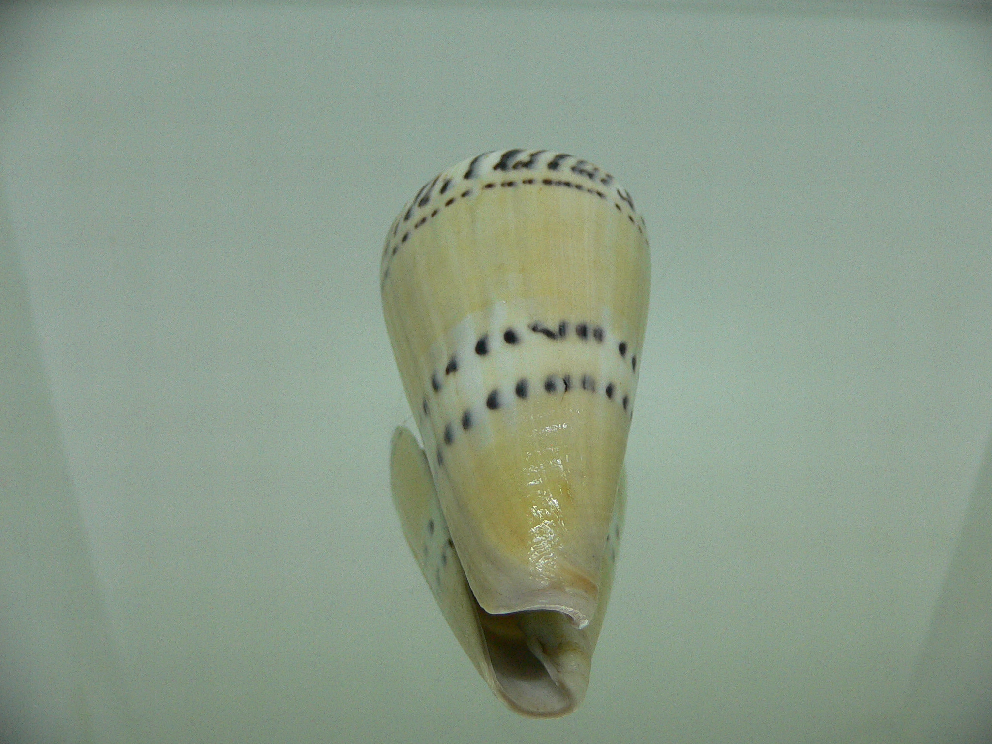 Conus mustelinus