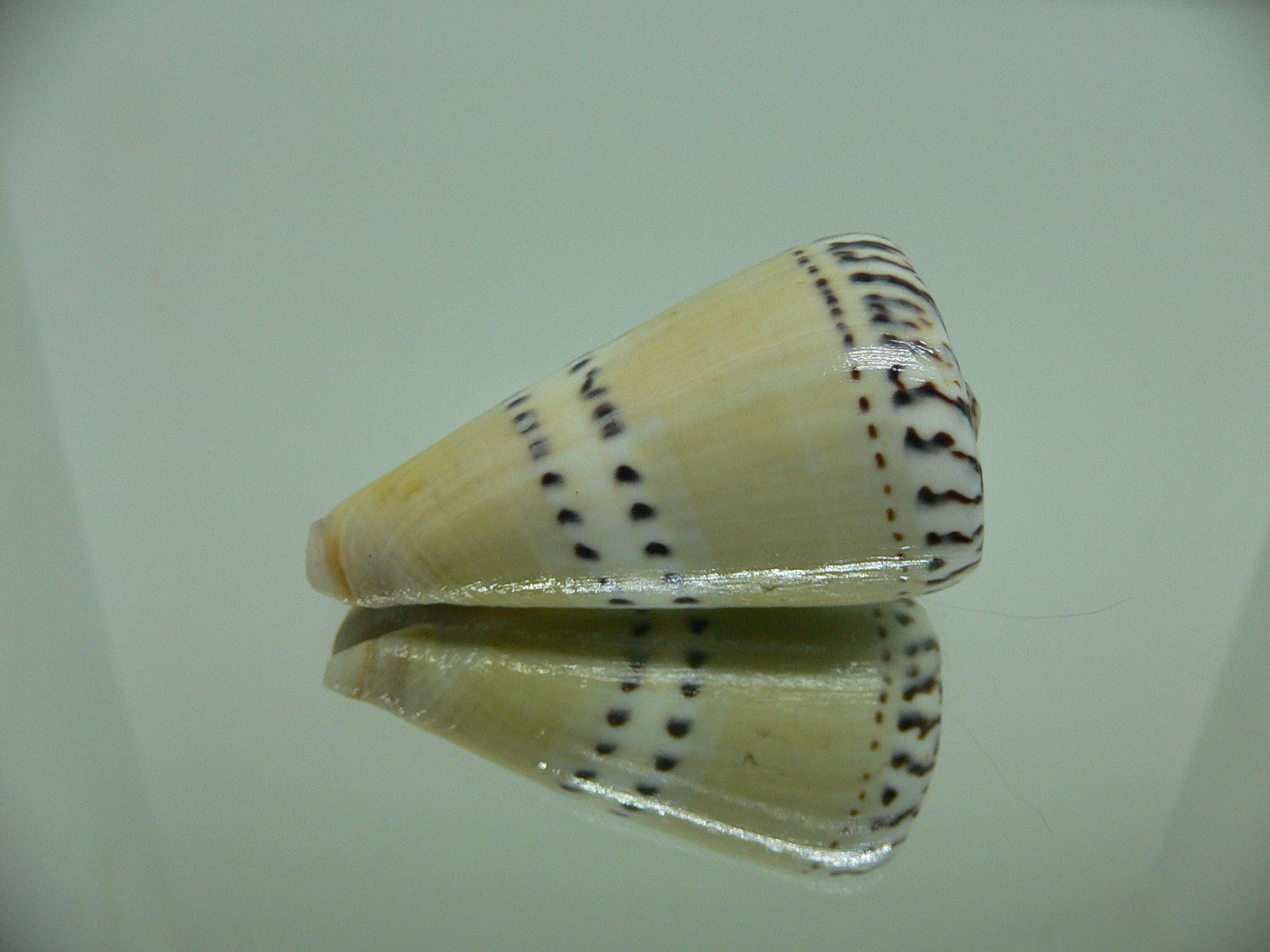 Conus mustelinus