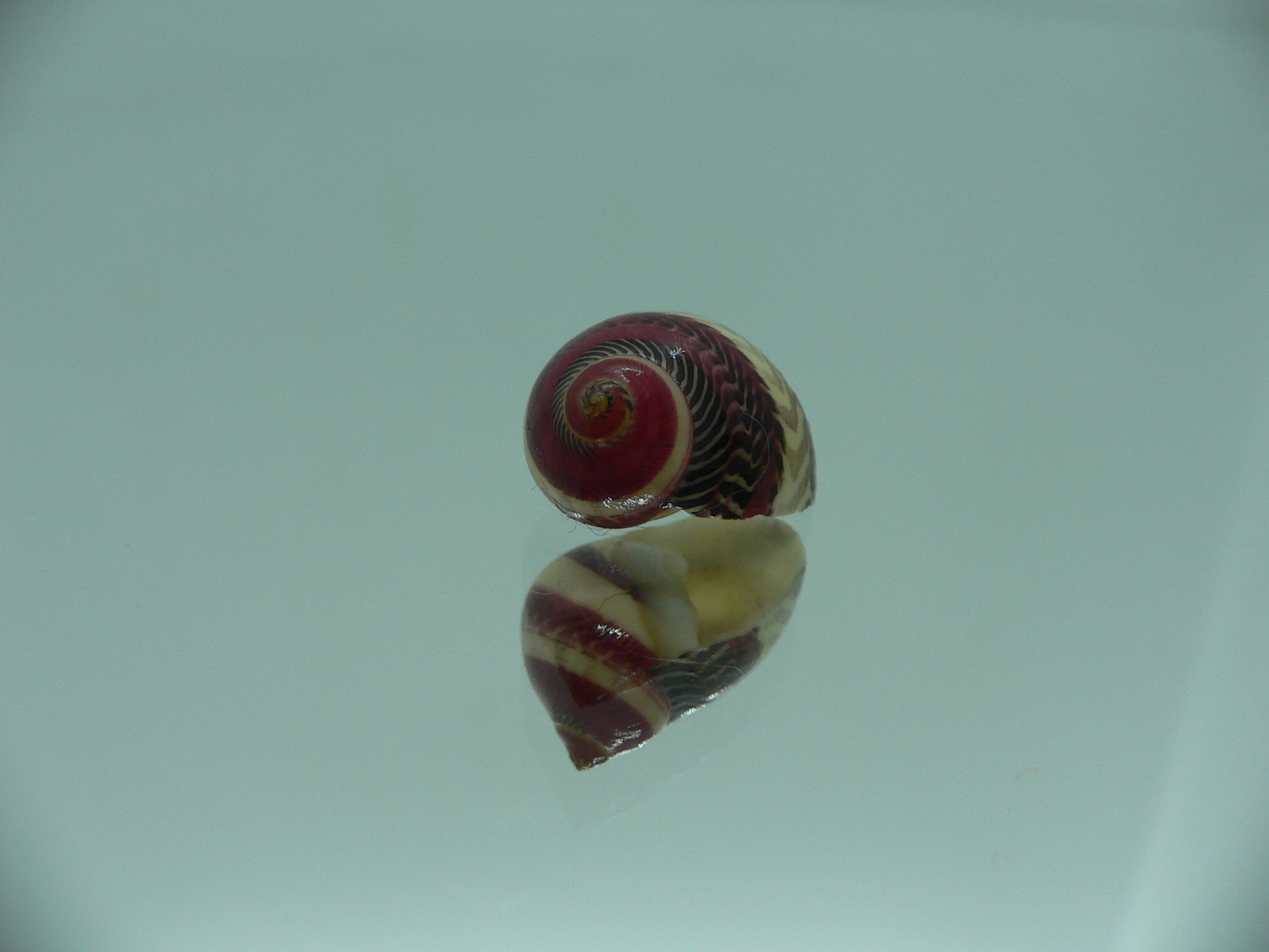 Neritina waigiensis MOTLEY