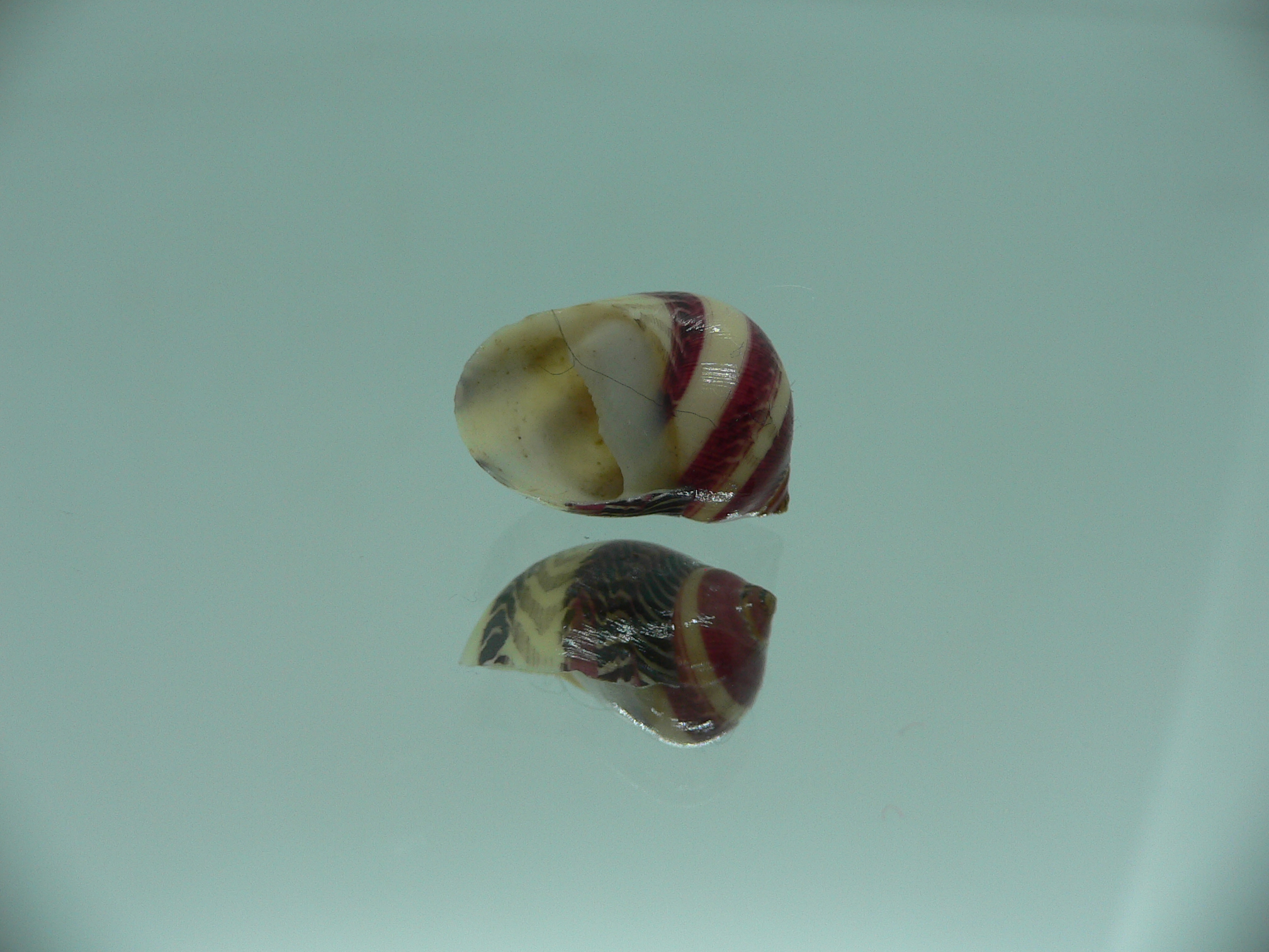 Neritina waigiensis MOTLEY