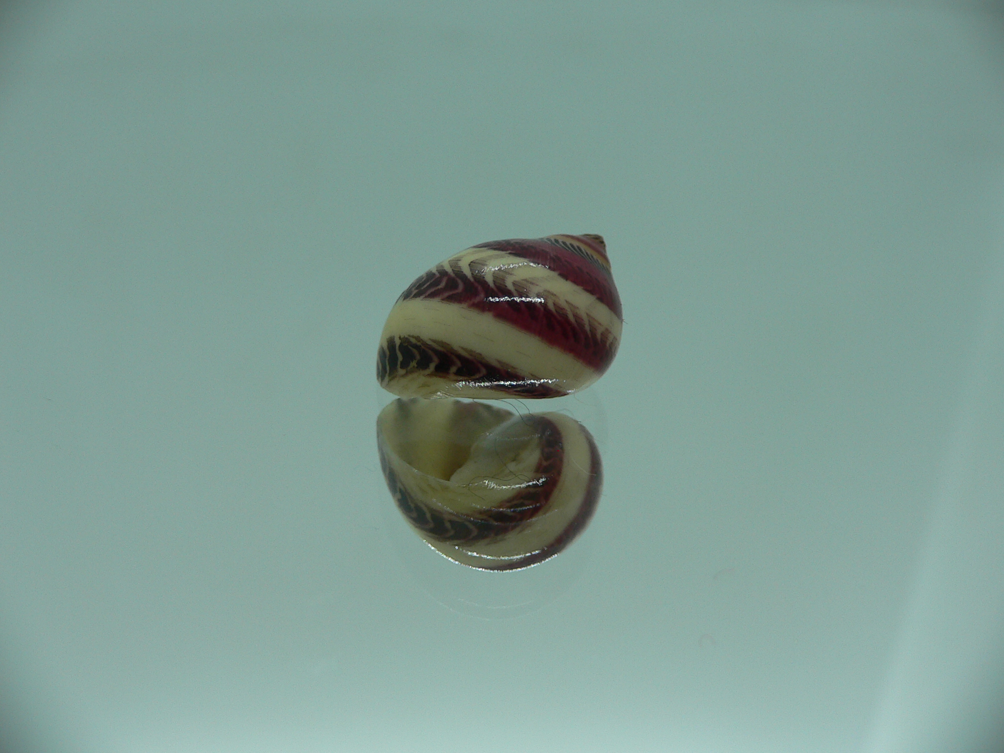 Neritina waigiensis MOTLEY