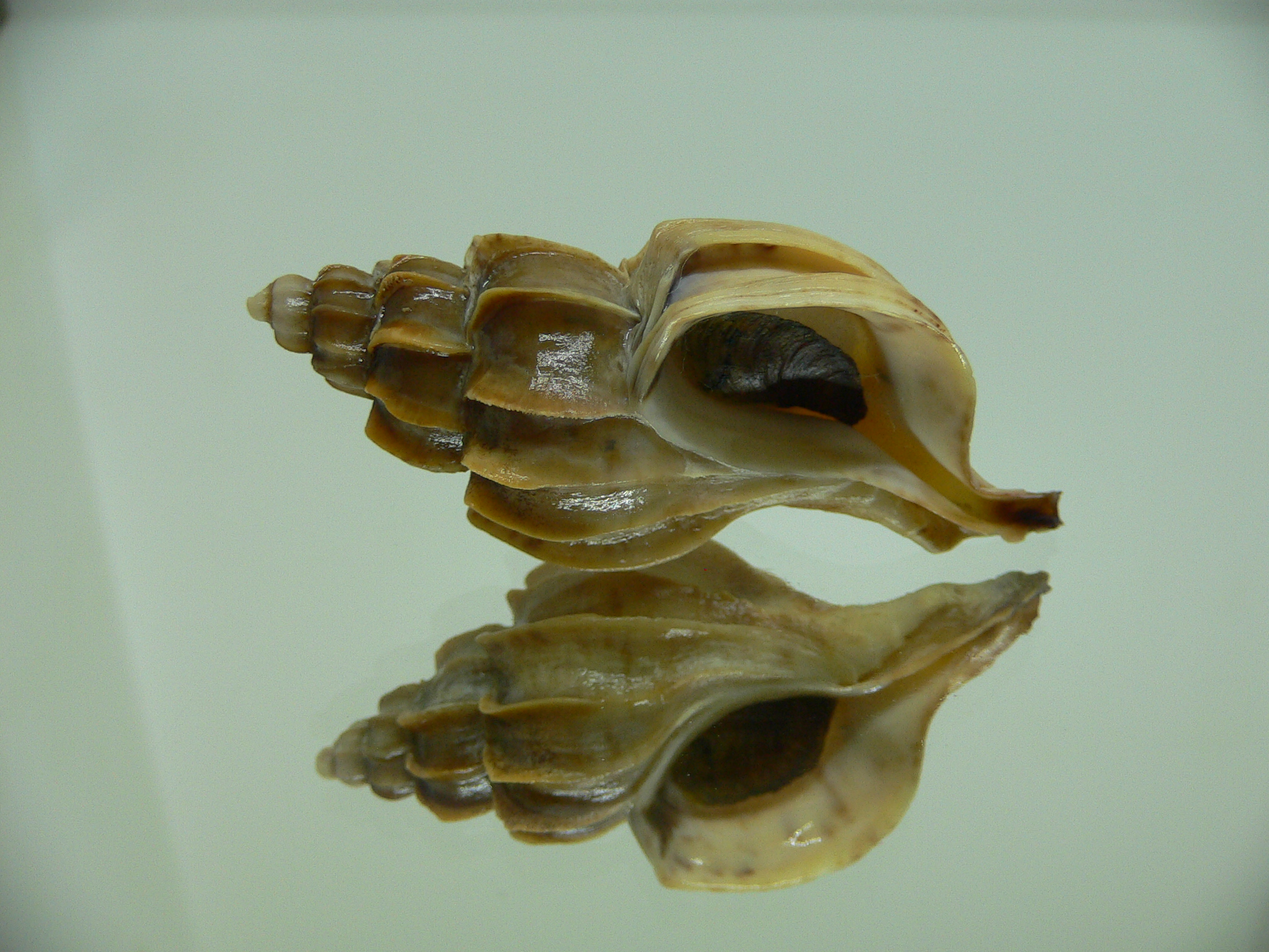 Boreotrophon candelabrum GIANT 1