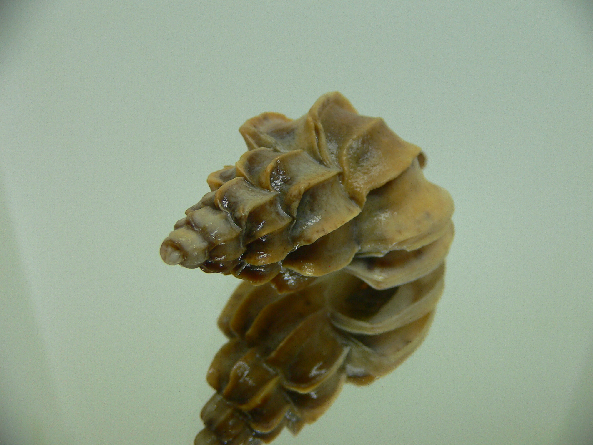 Boreotrophon candelabrum GIANT 1