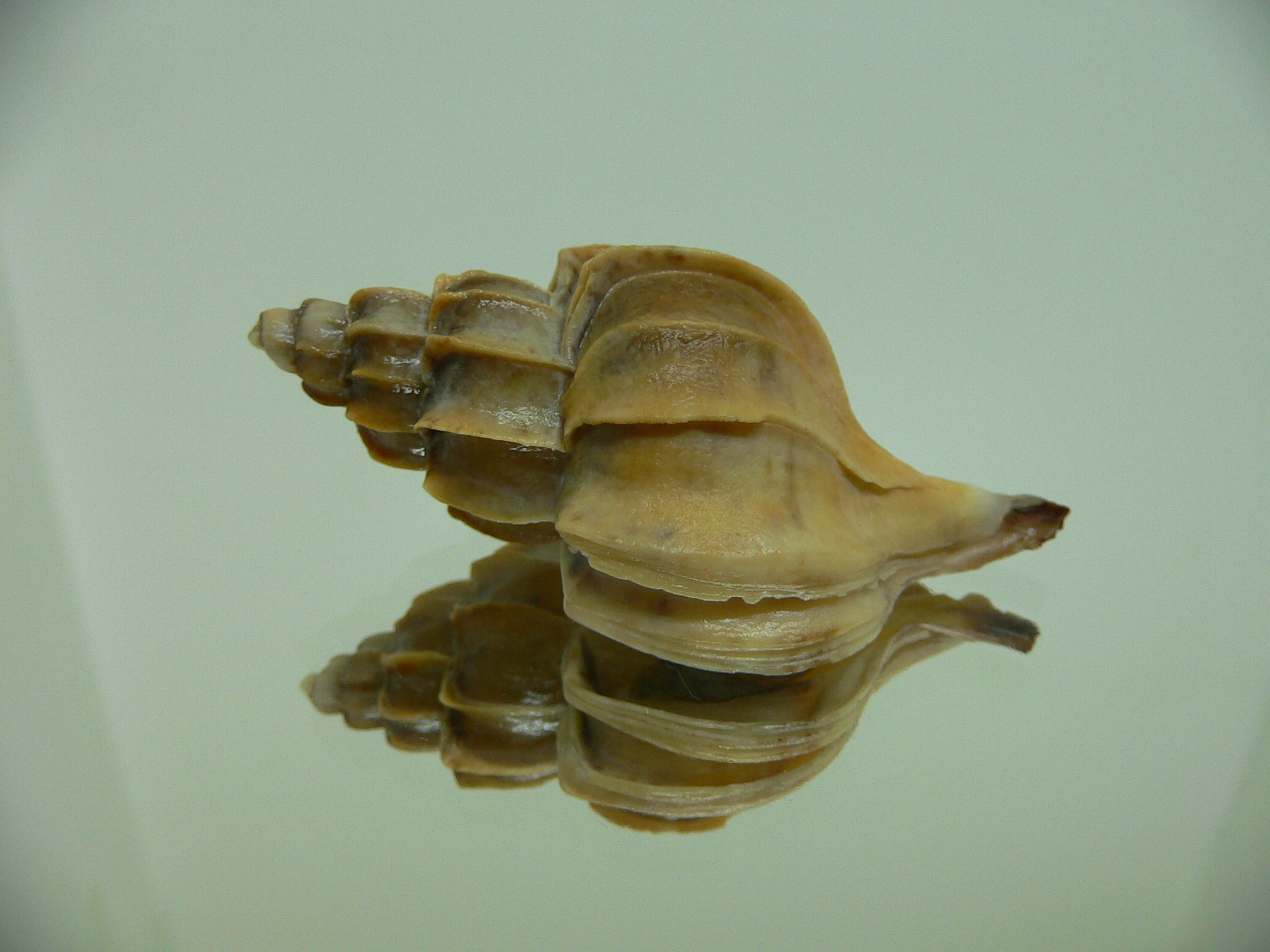 Boreotrophon candelabrum GIANT 1