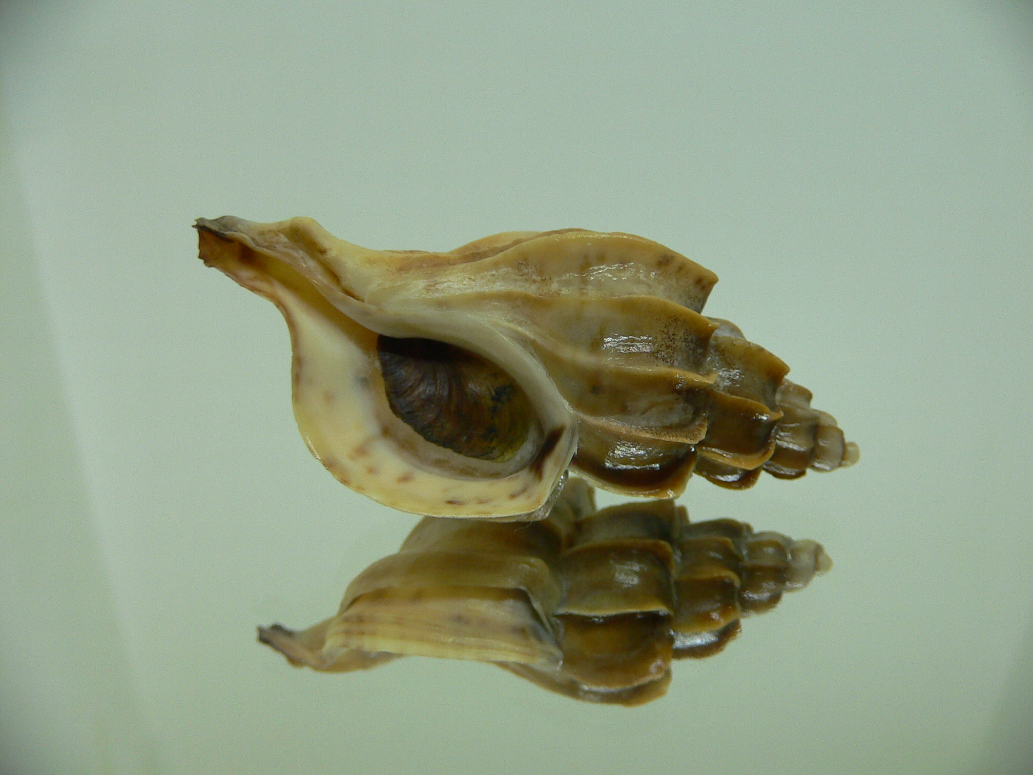 Boreotrophon candelabrum GIANT 1