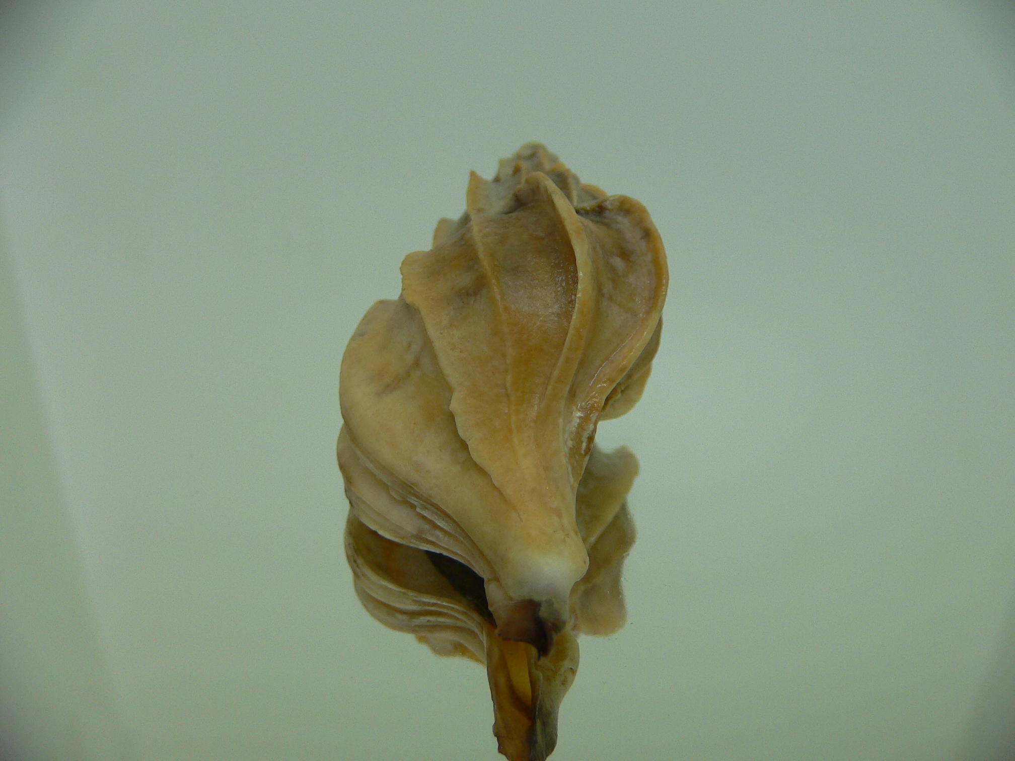 Boreotrophon candelabrum GIANT 1