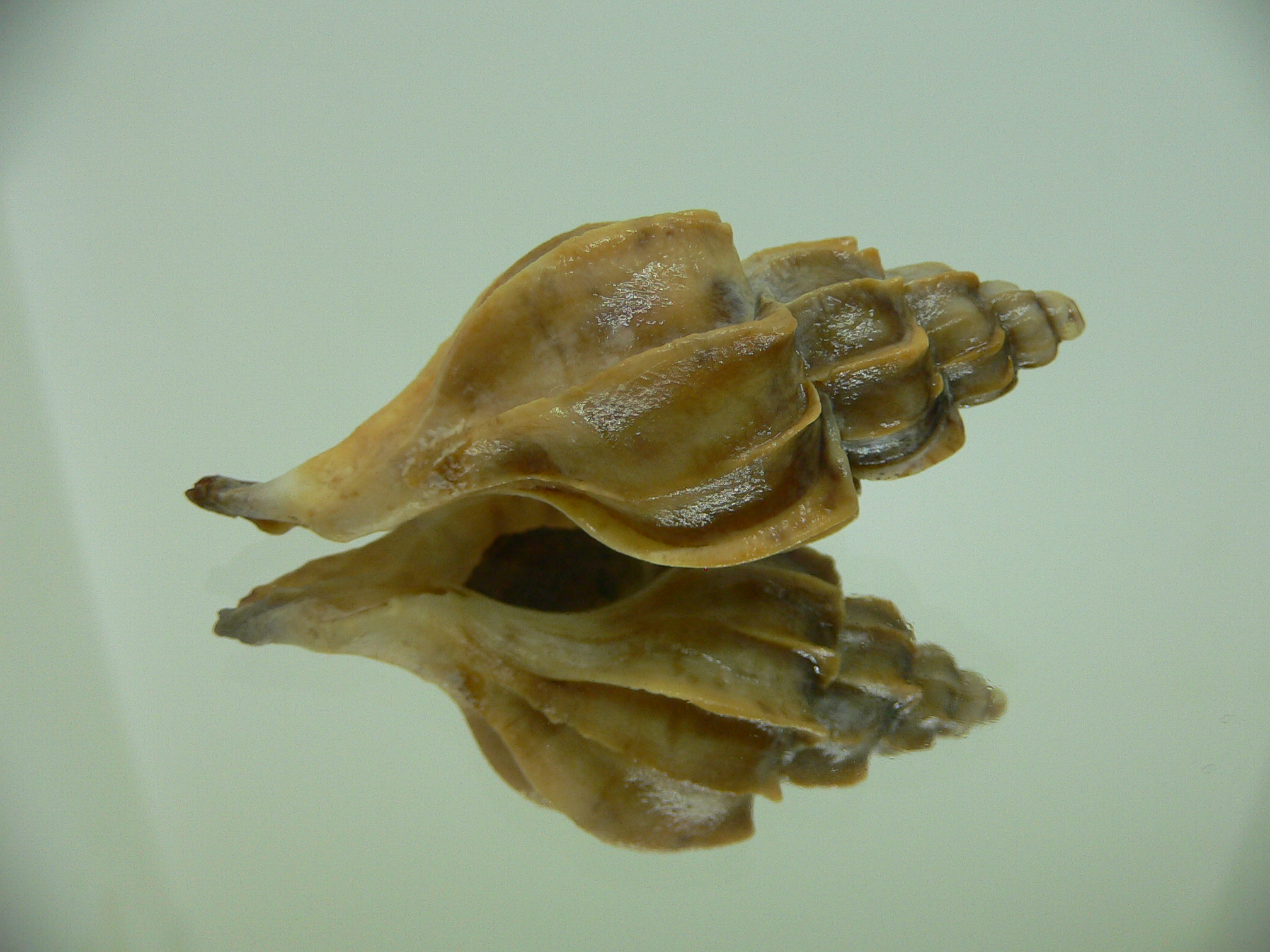 Boreotrophon candelabrum GIANT 1