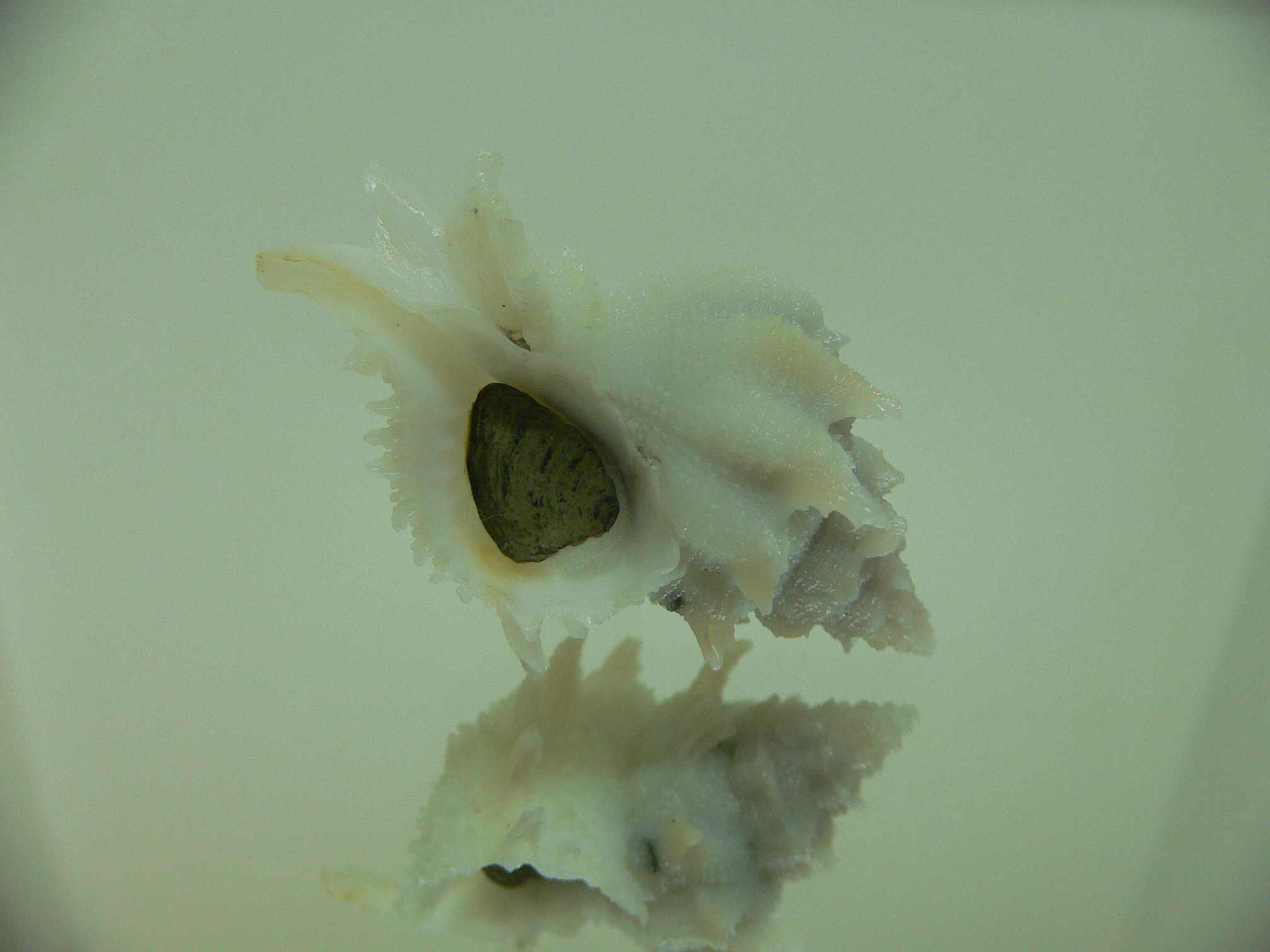 Babelomurex armatus BIG & VIOLET