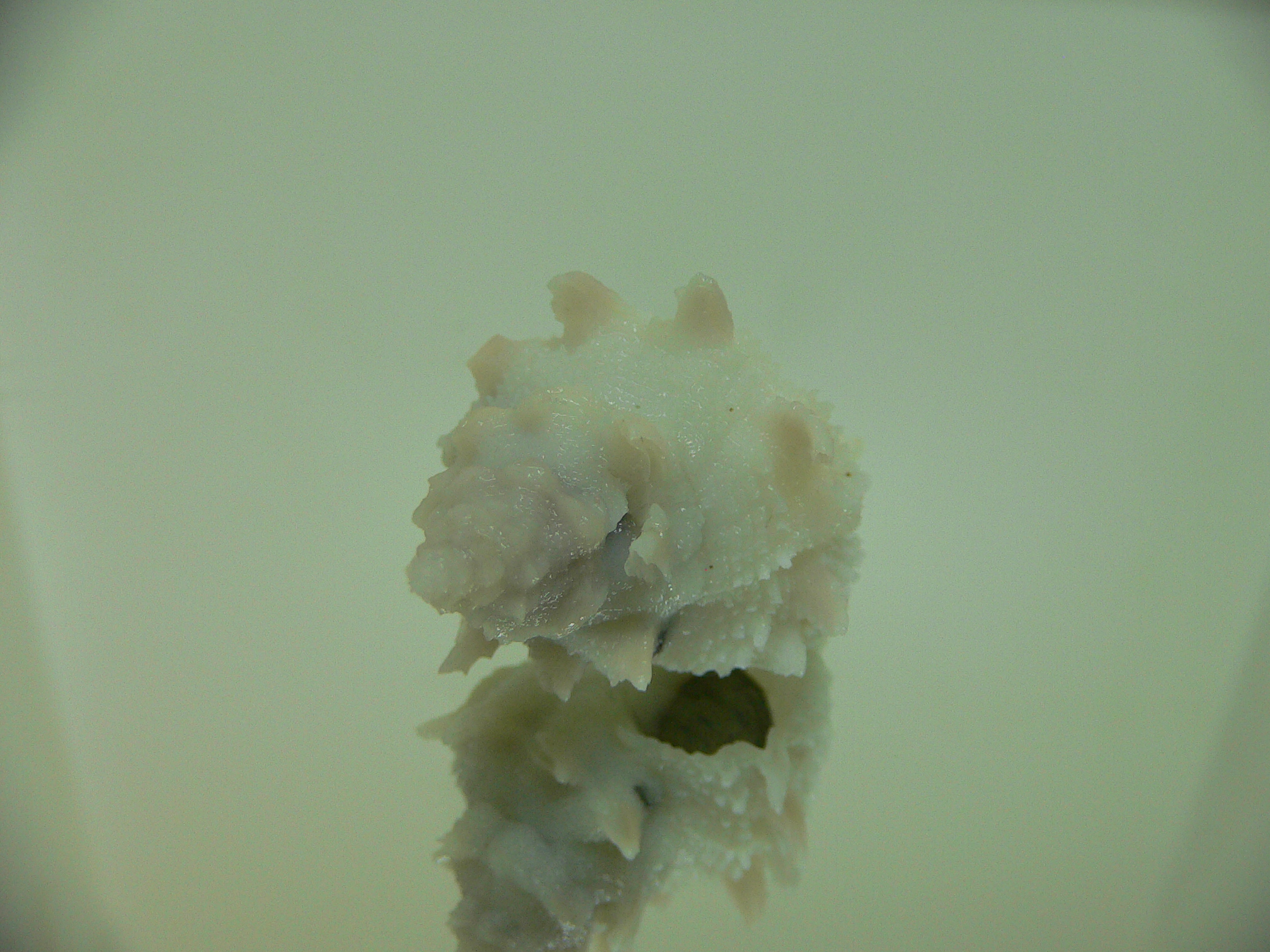 Babelomurex armatus BIG & VIOLET