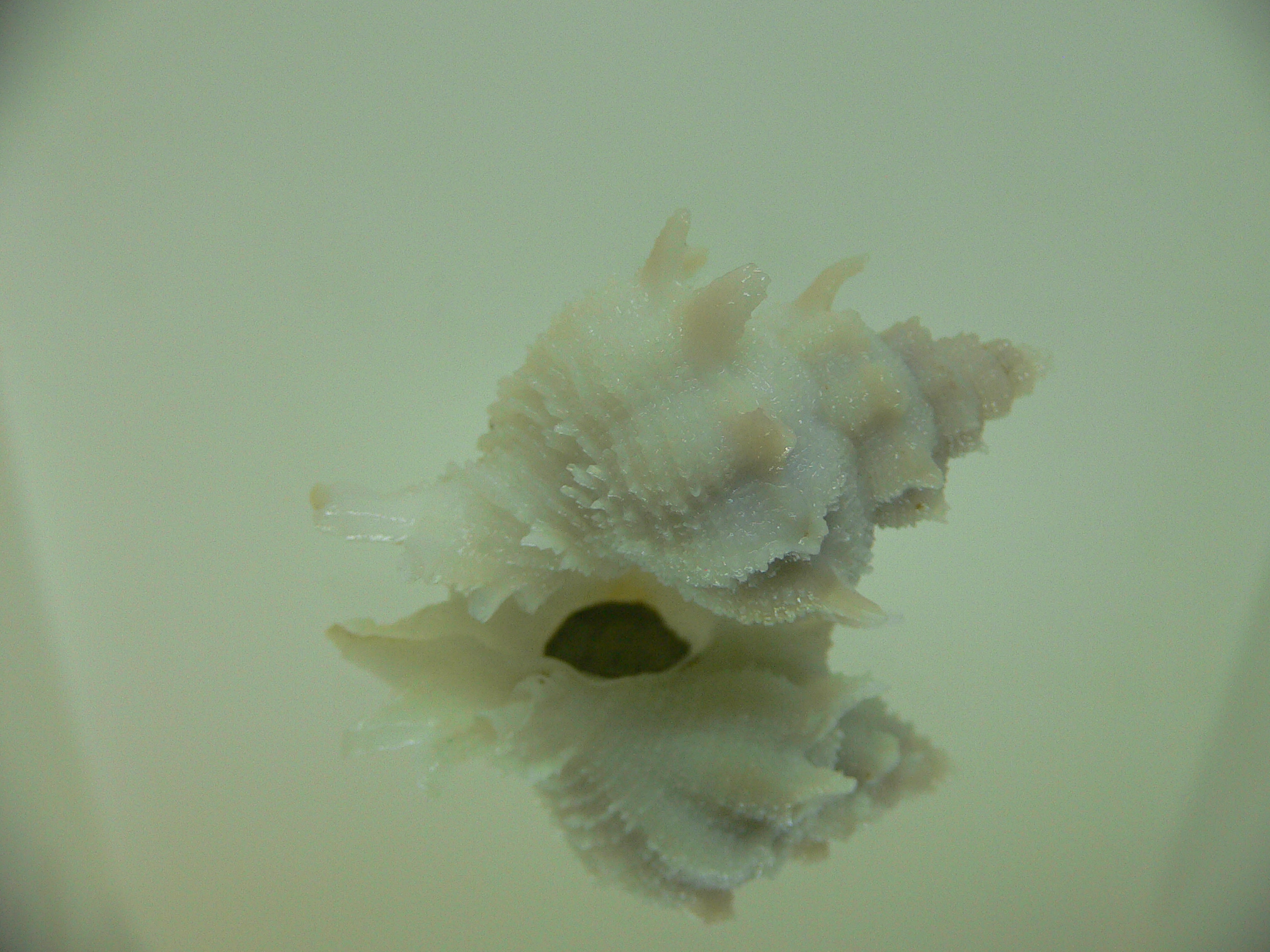 Babelomurex armatus BIG & VIOLET