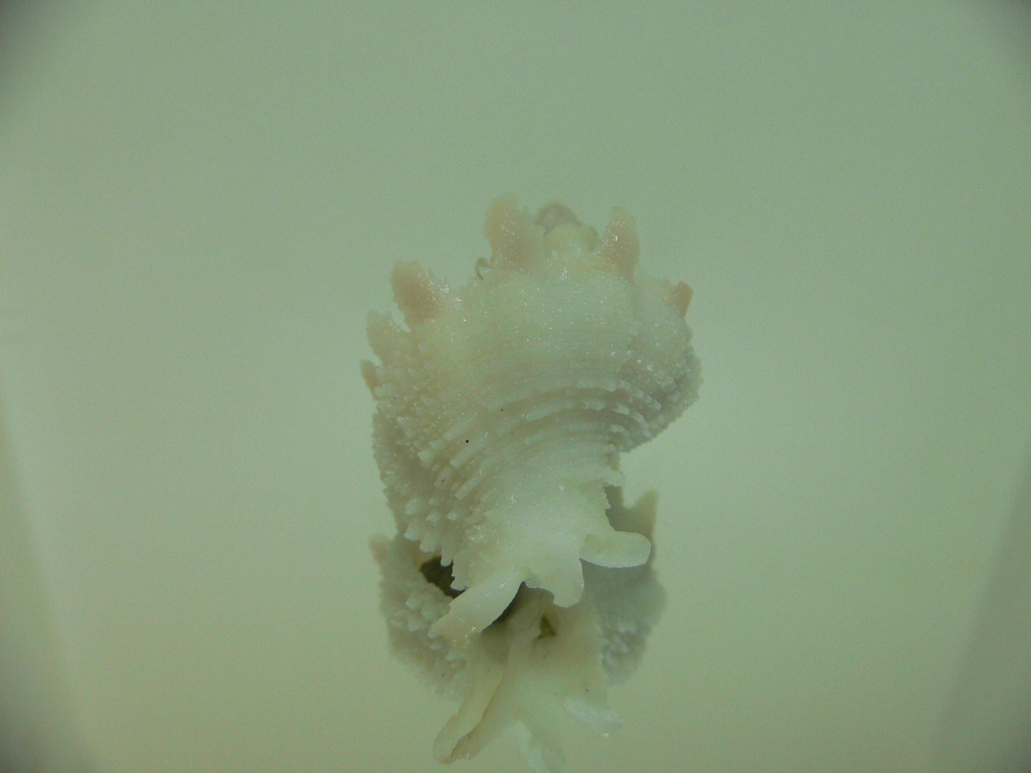 Babelomurex armatus BIG & VIOLET