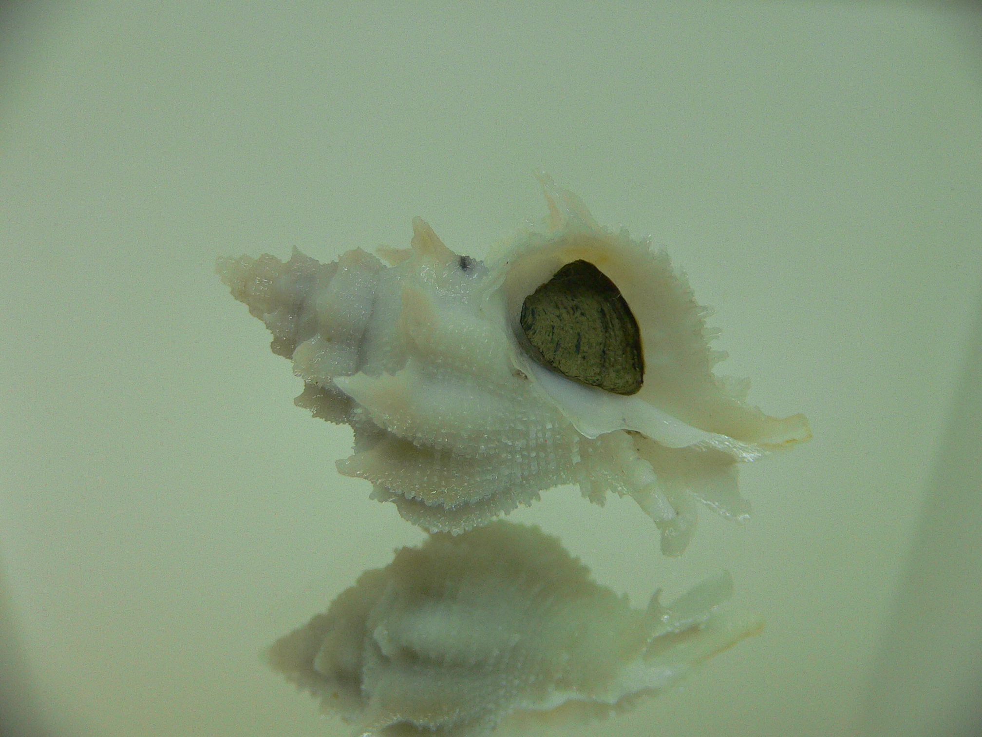 Babelomurex armatus BIG & VIOLET
