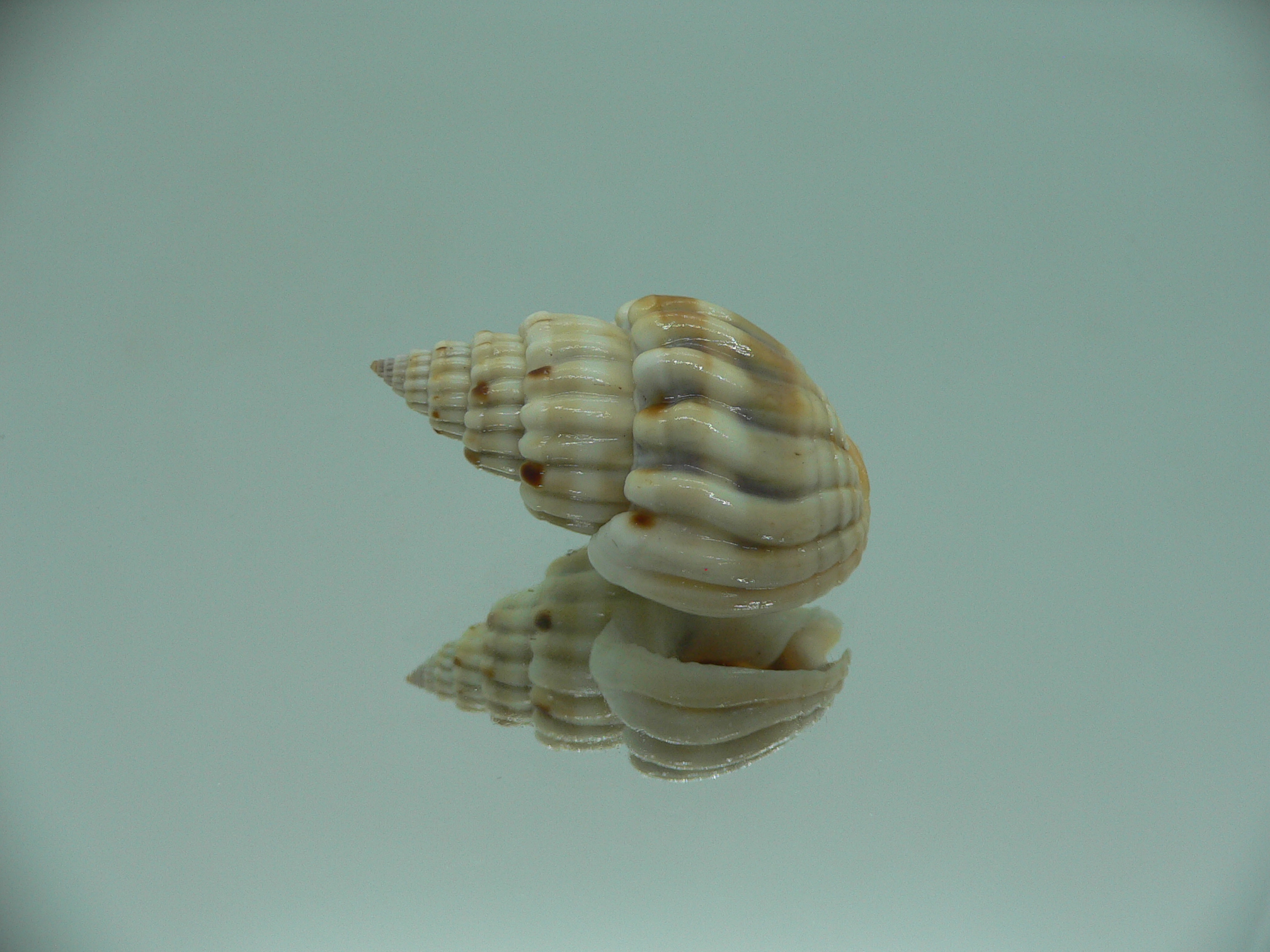 Nassarius castus SUPER & WAVY