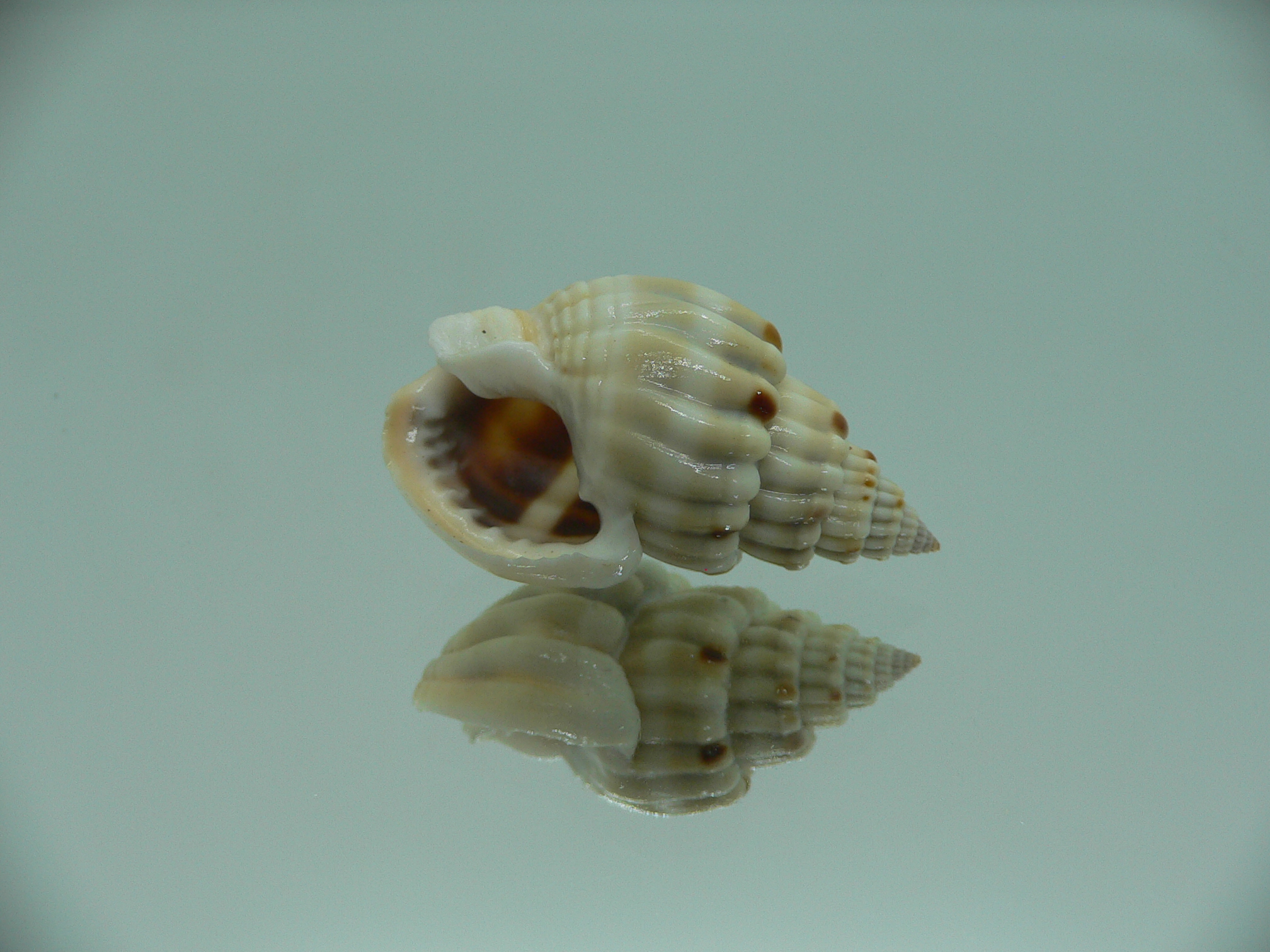 Nassarius castus SUPER & WAVY