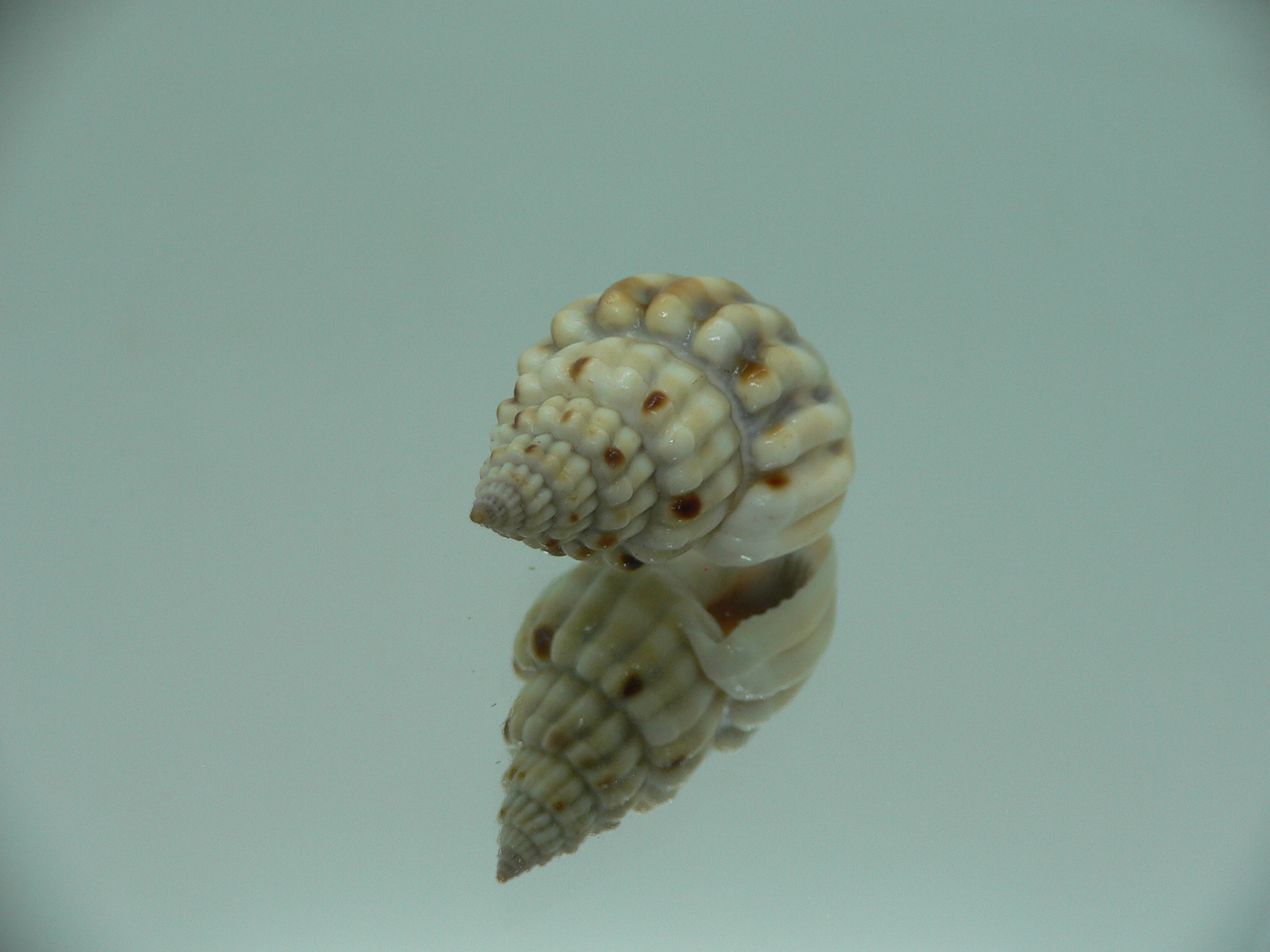 Nassarius castus SUPER & WAVY