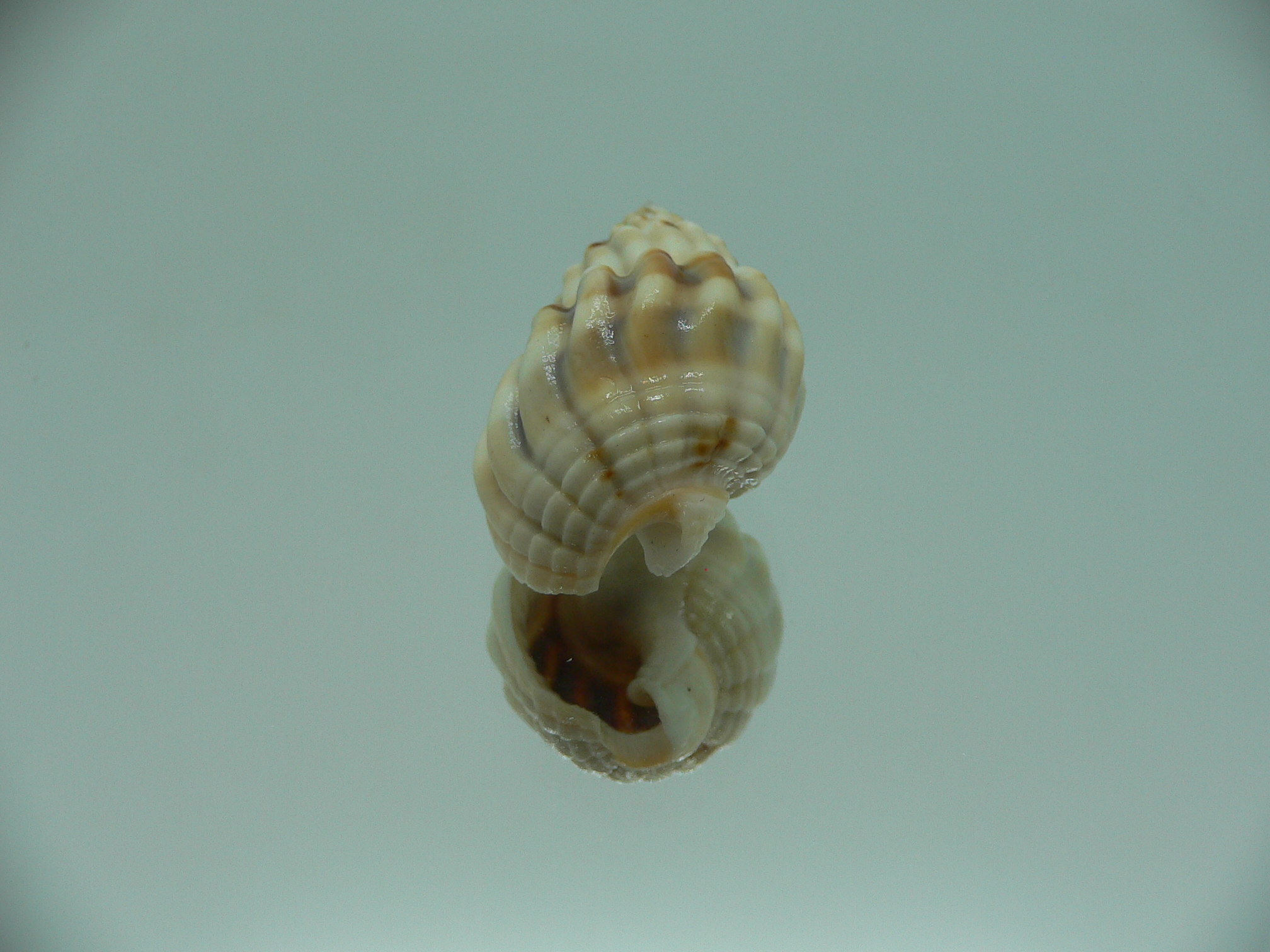 Nassarius castus SUPER & WAVY