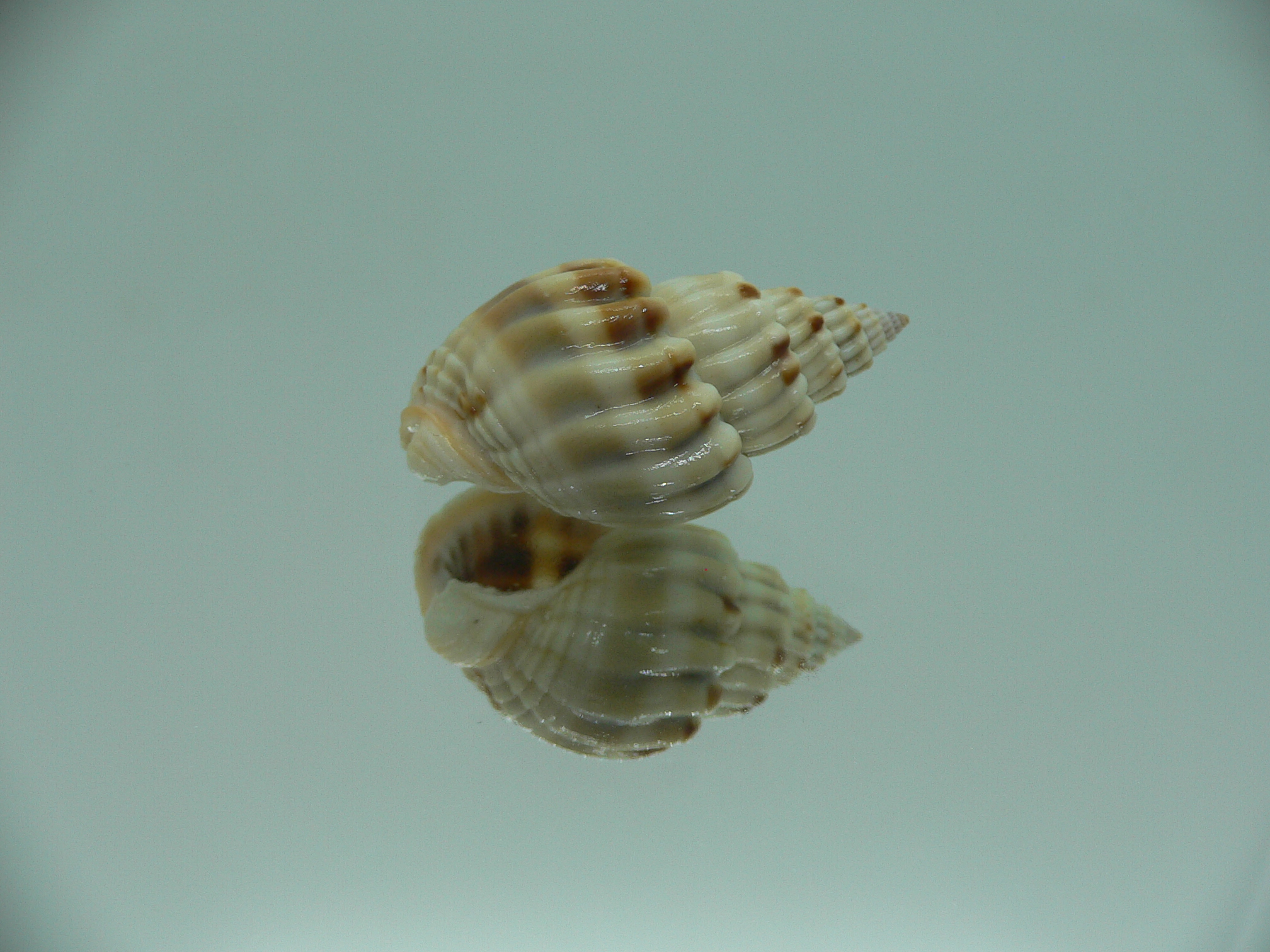 Nassarius castus SUPER & WAVY