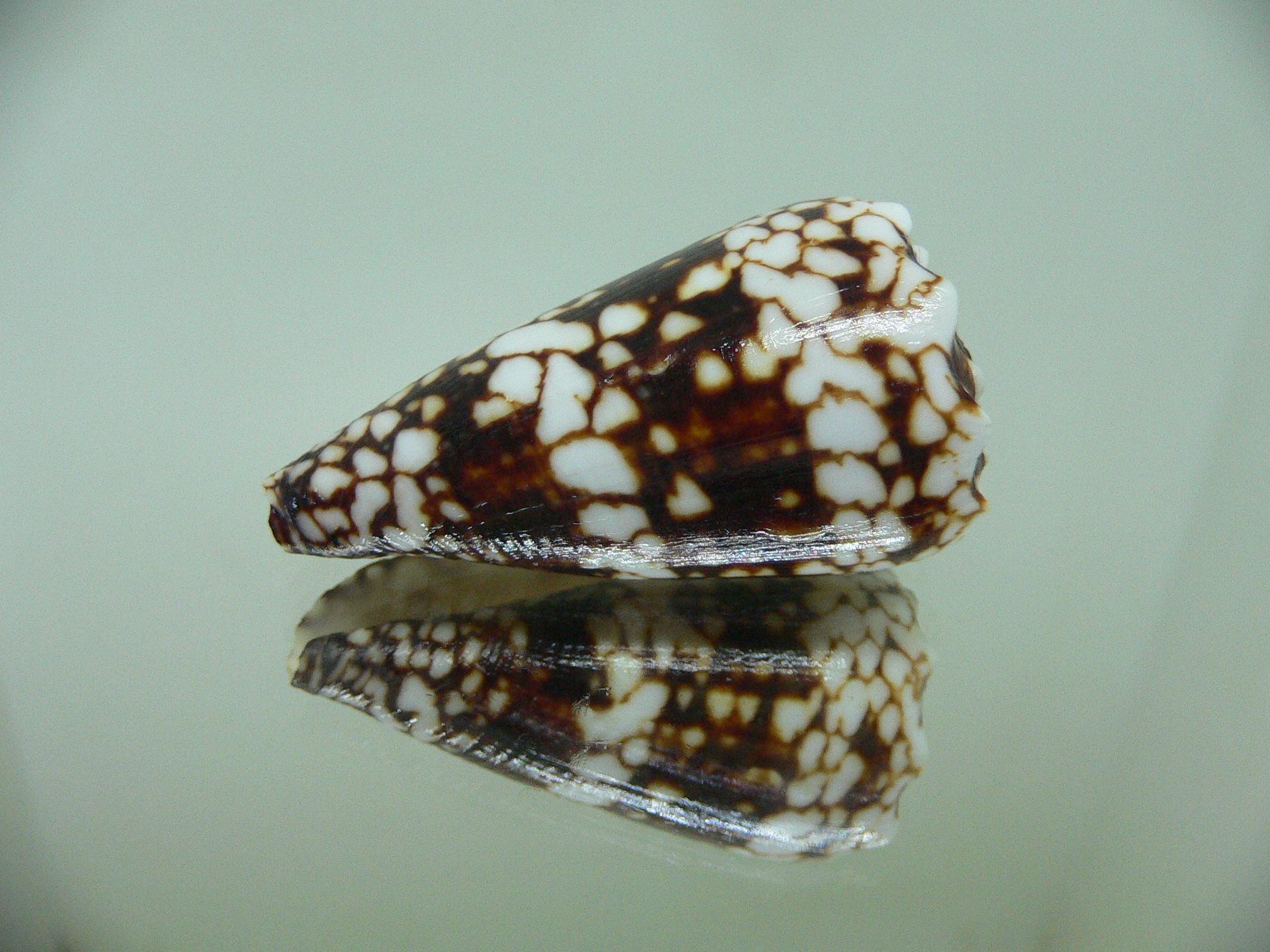 Conus vidua vidua DWARF