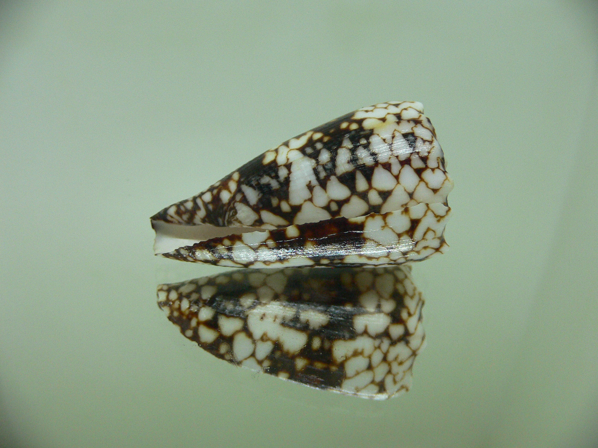 Conus vidua vidua DWARF