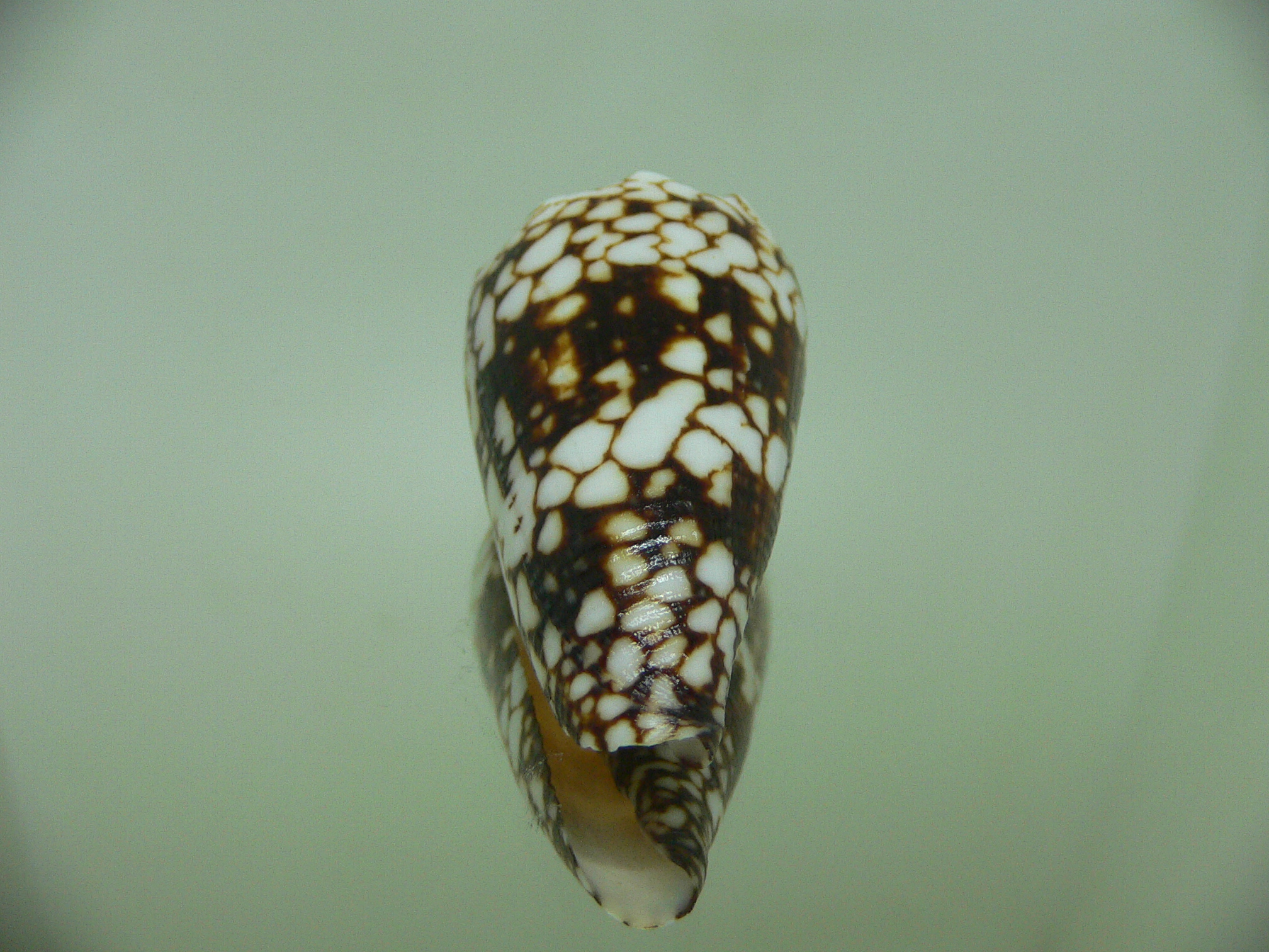 Conus vidua vidua DWARF