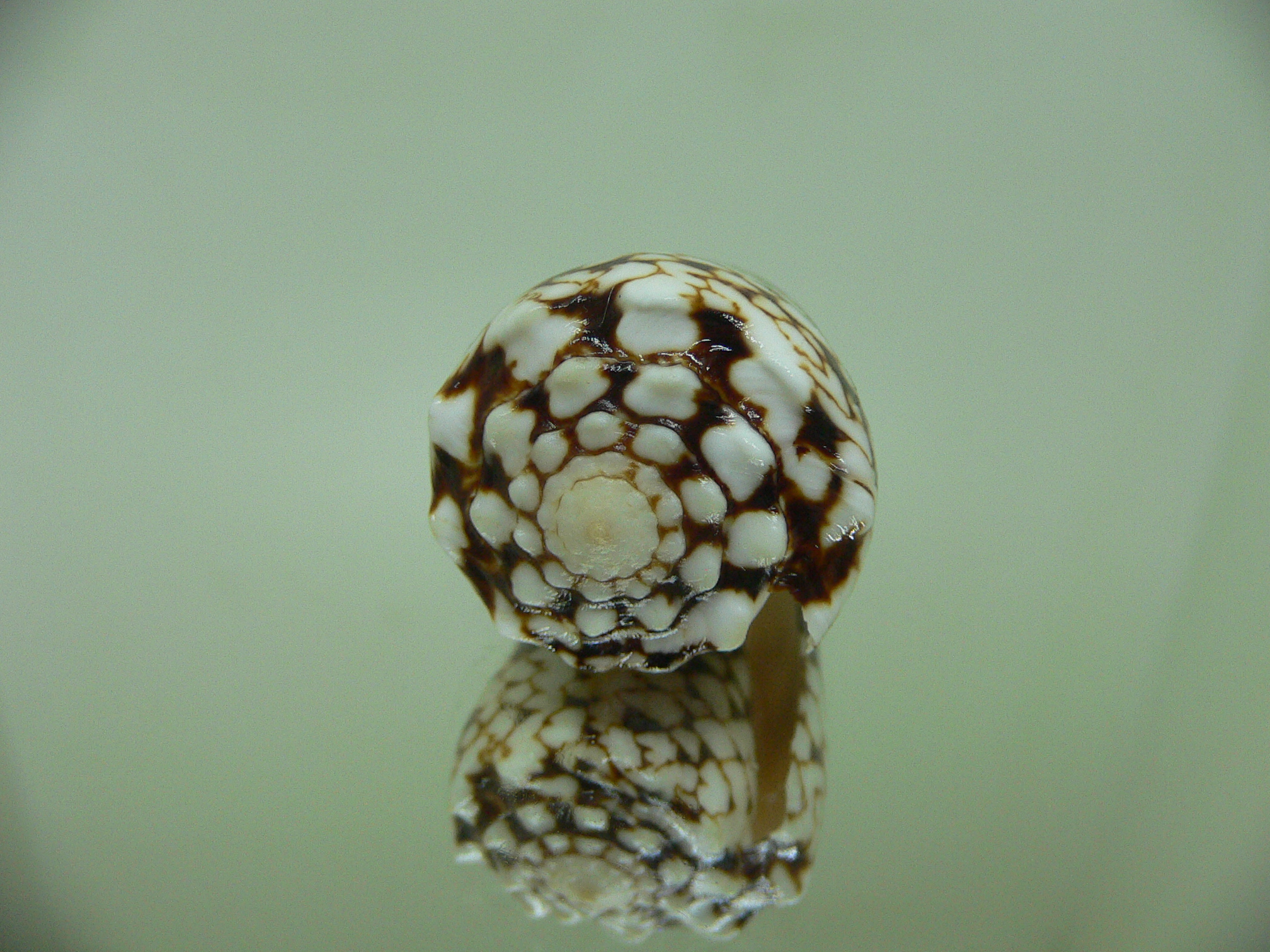 Conus vidua vidua DWARF