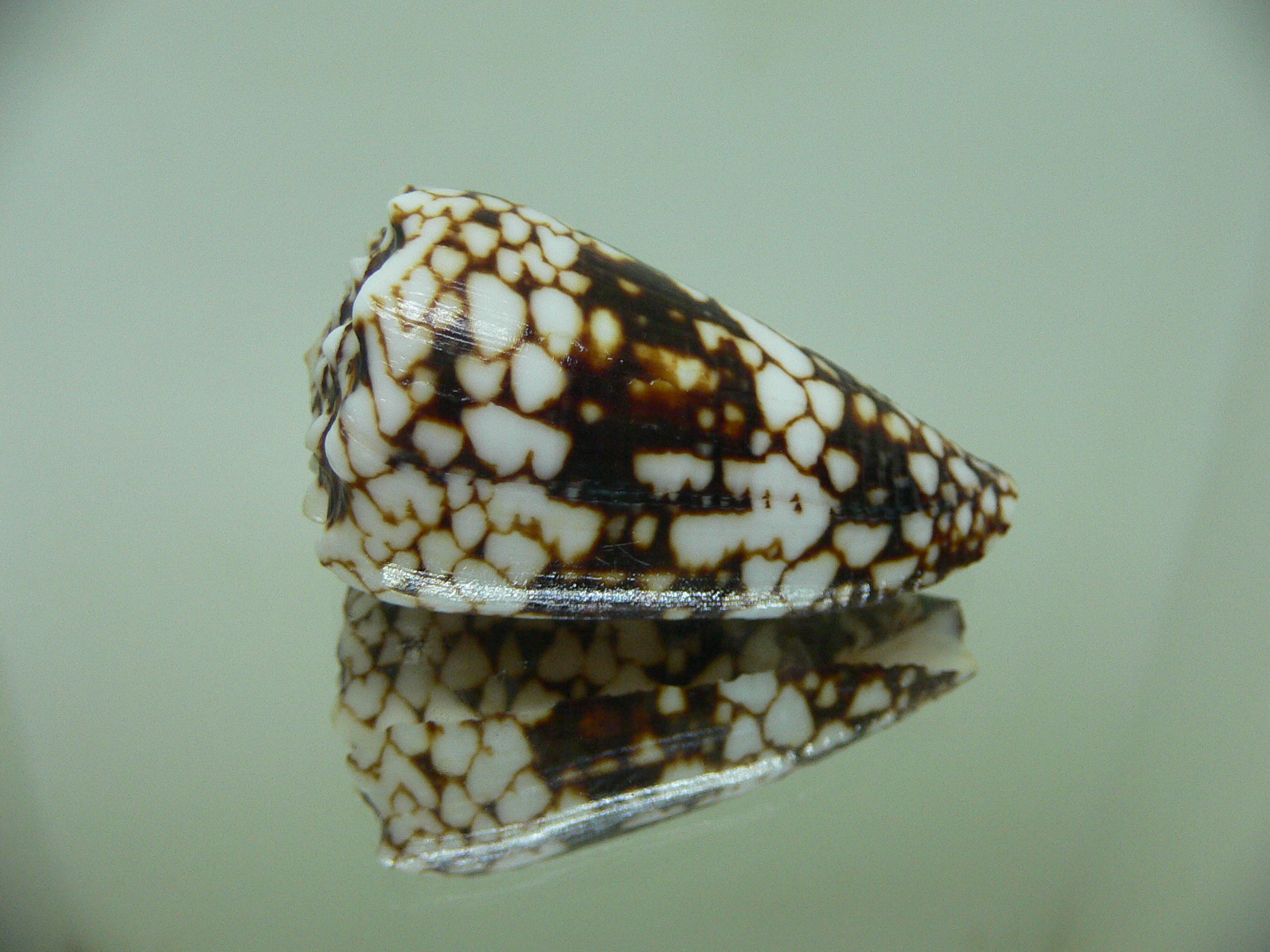 Conus vidua vidua DWARF