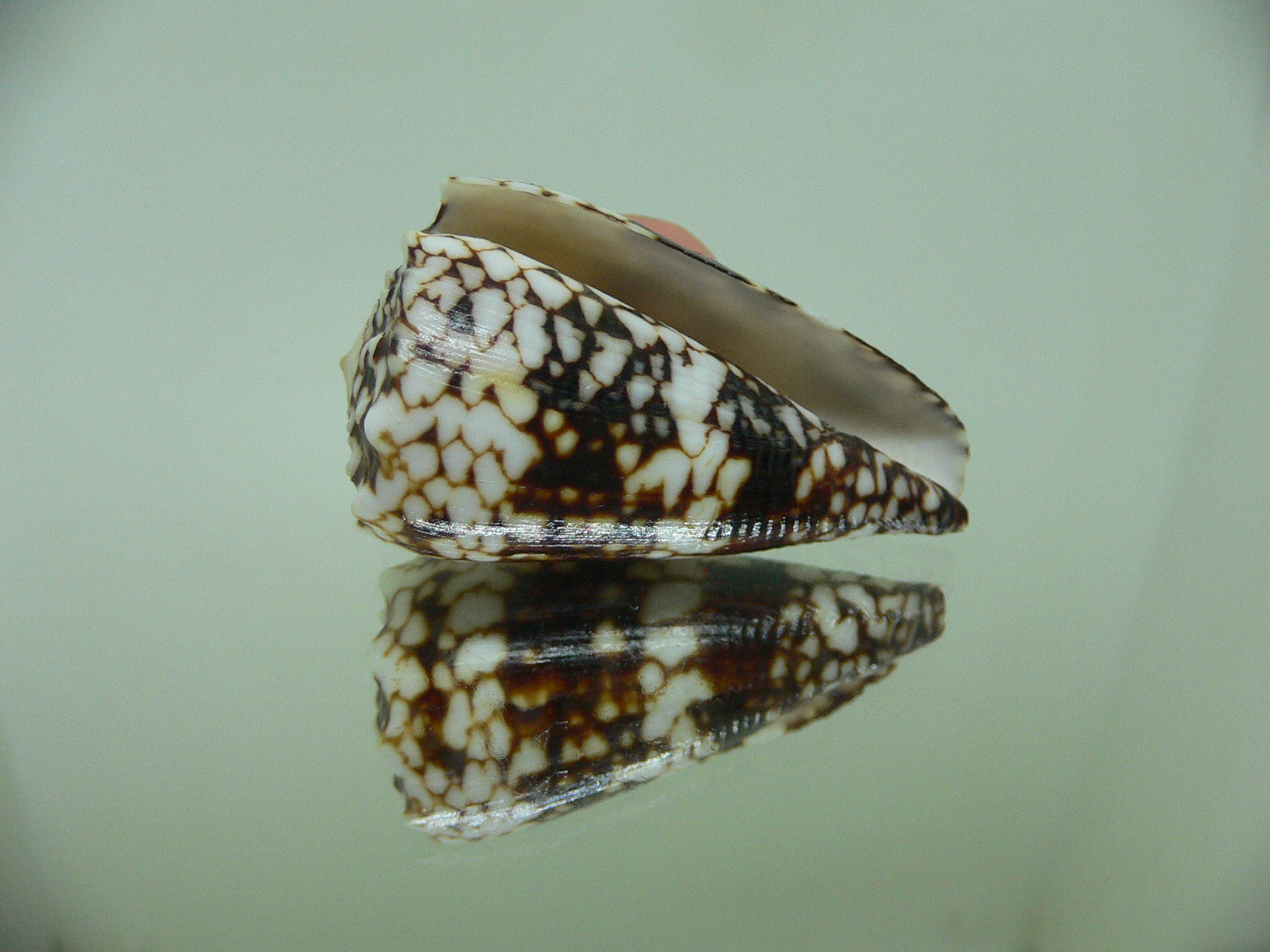 Conus vidua vidua DWARF