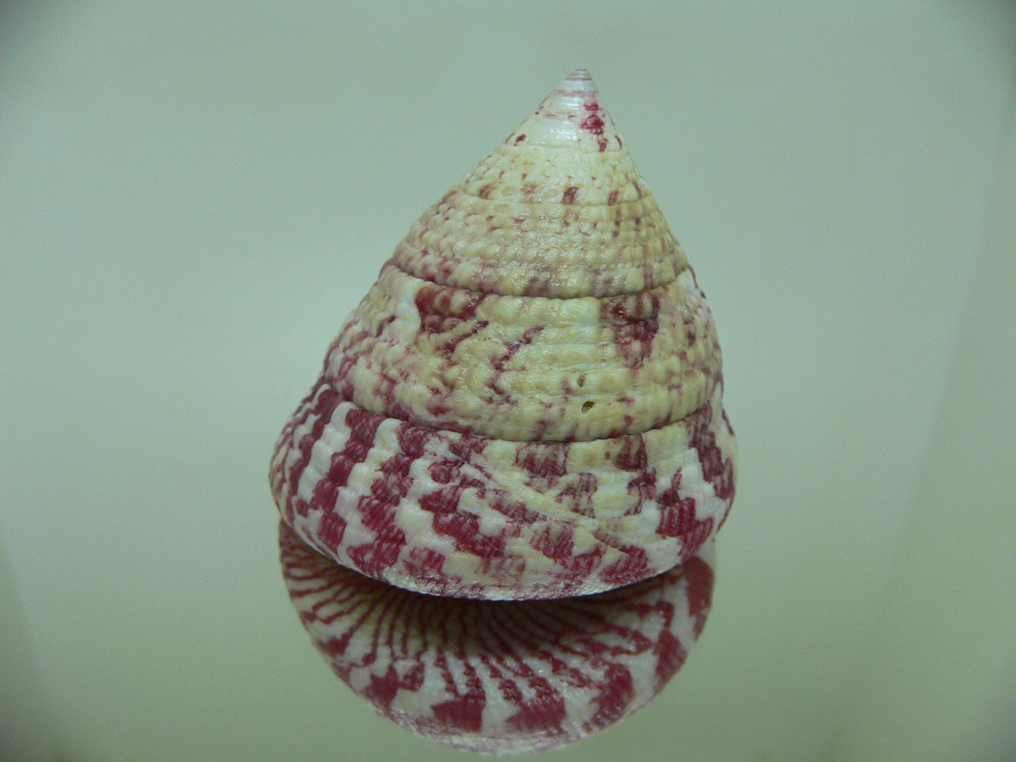 Rochia conus conus RED-PINK