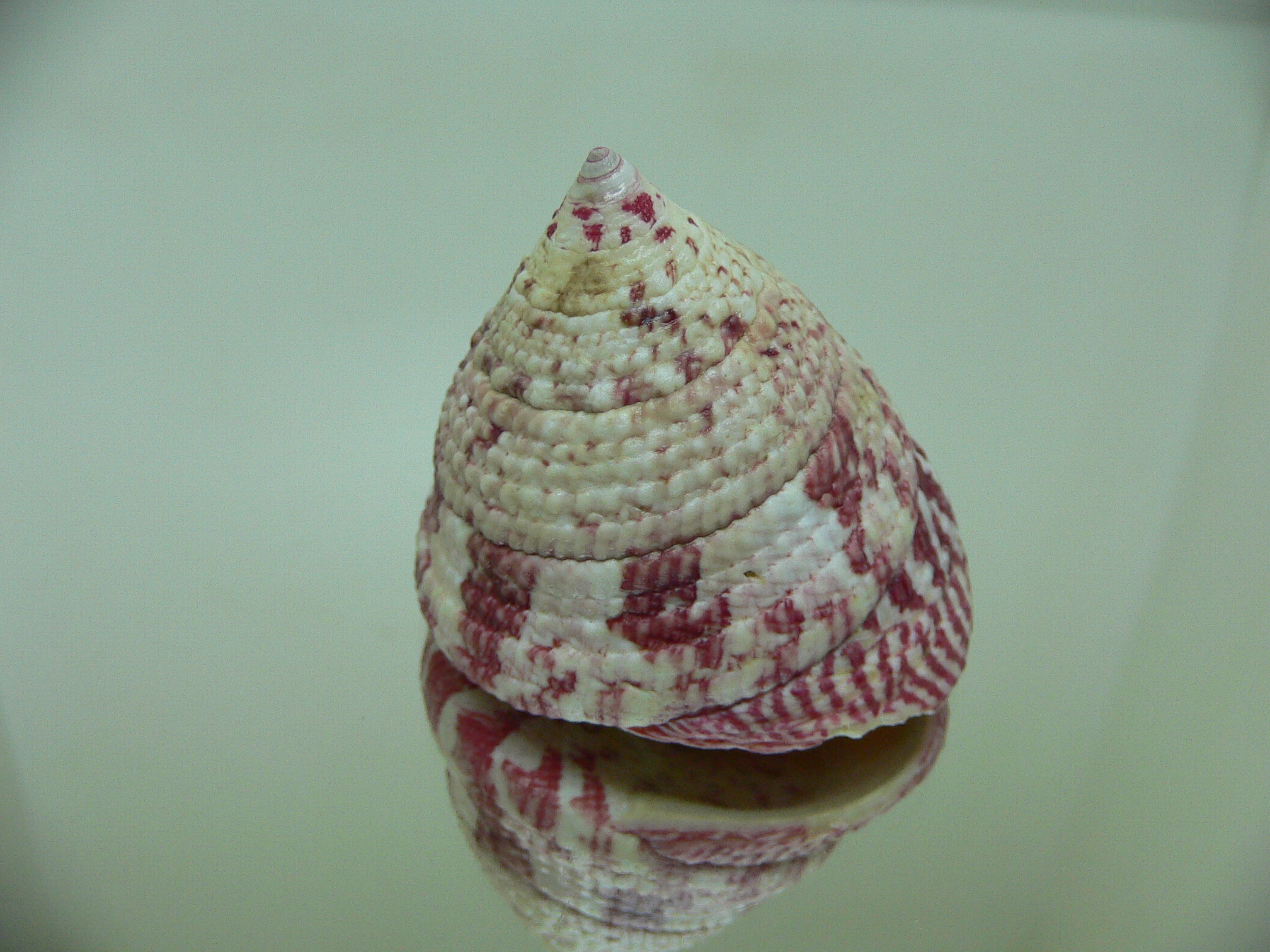 Rochia conus conus RED-PINK