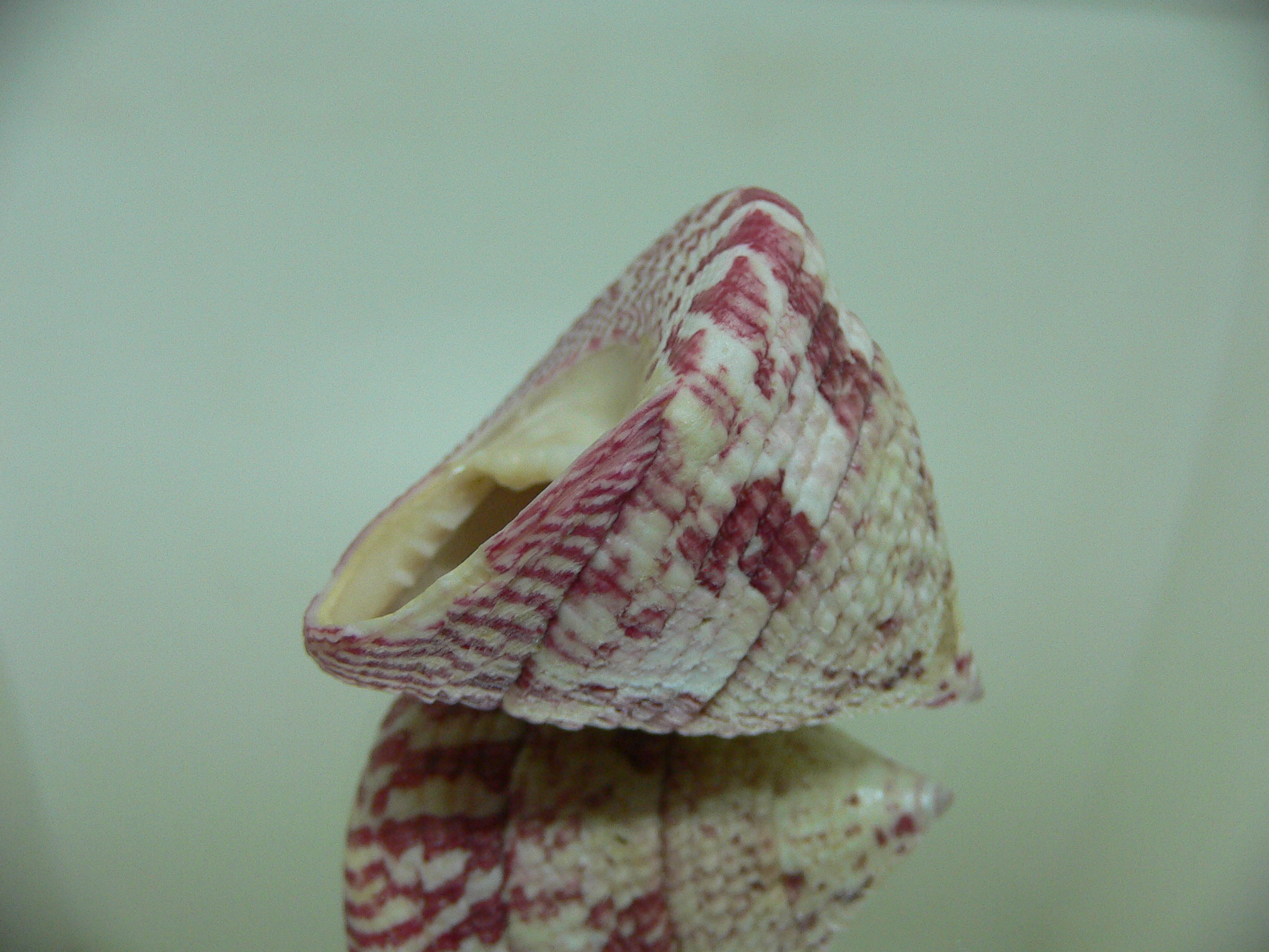 Rochia conus conus RED-PINK