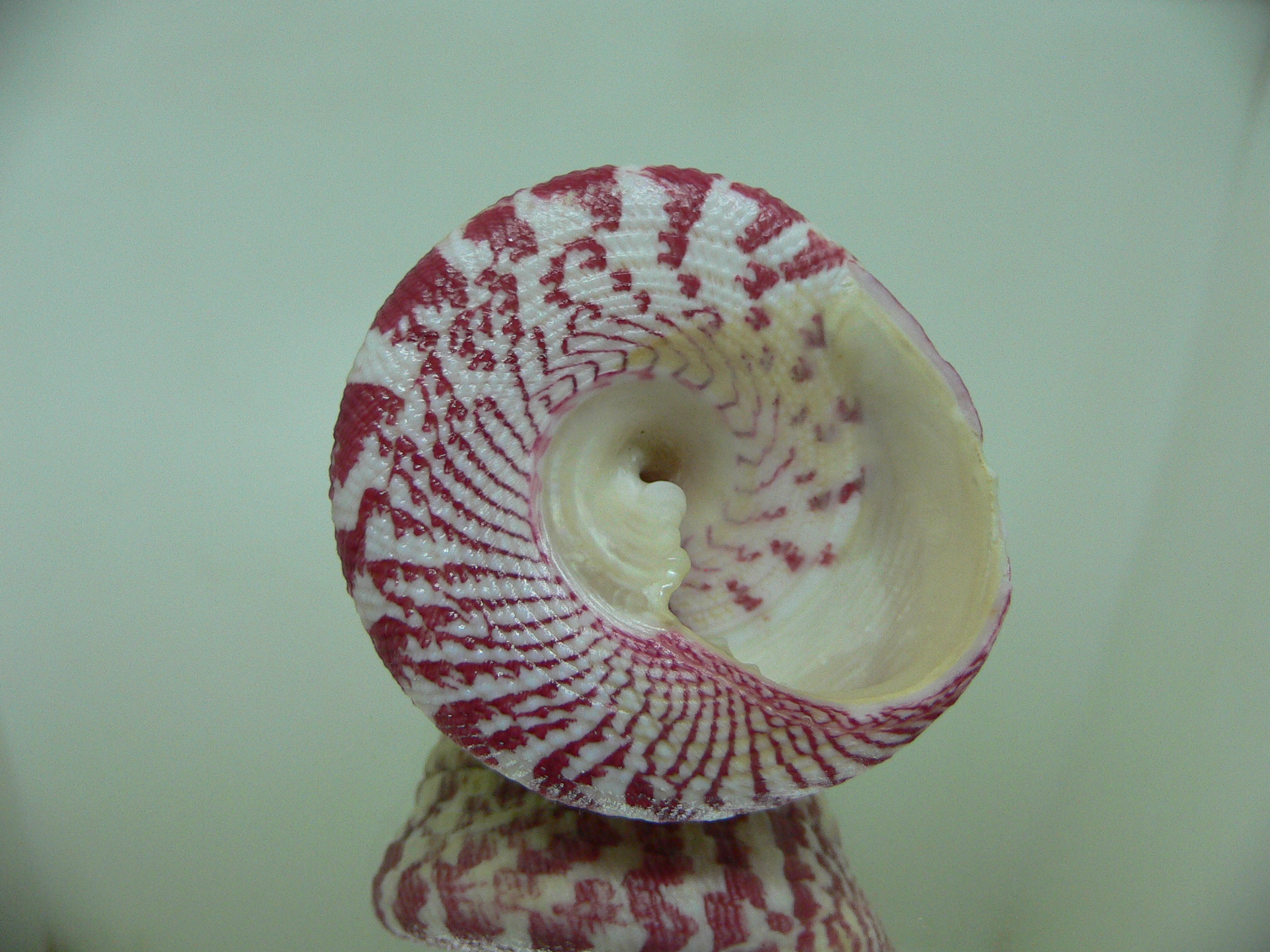 Rochia conus conus RED-PINK