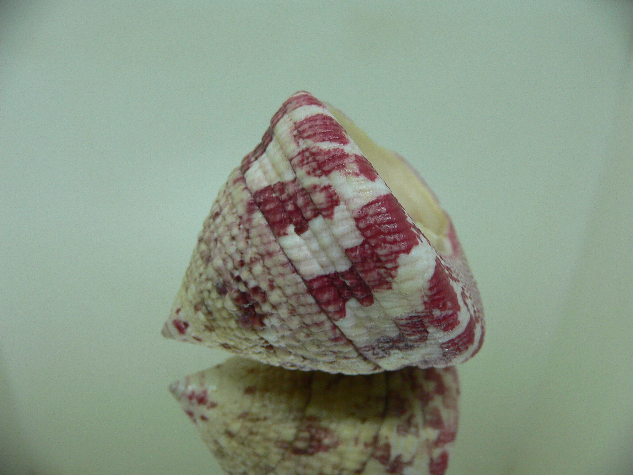 Rochia conus conus RED-PINK