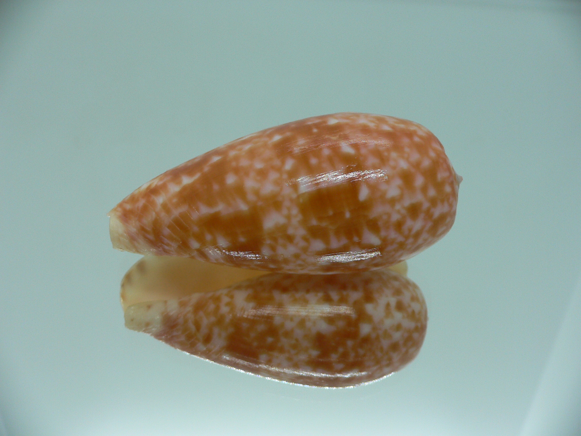 Conus bullatus COLOR