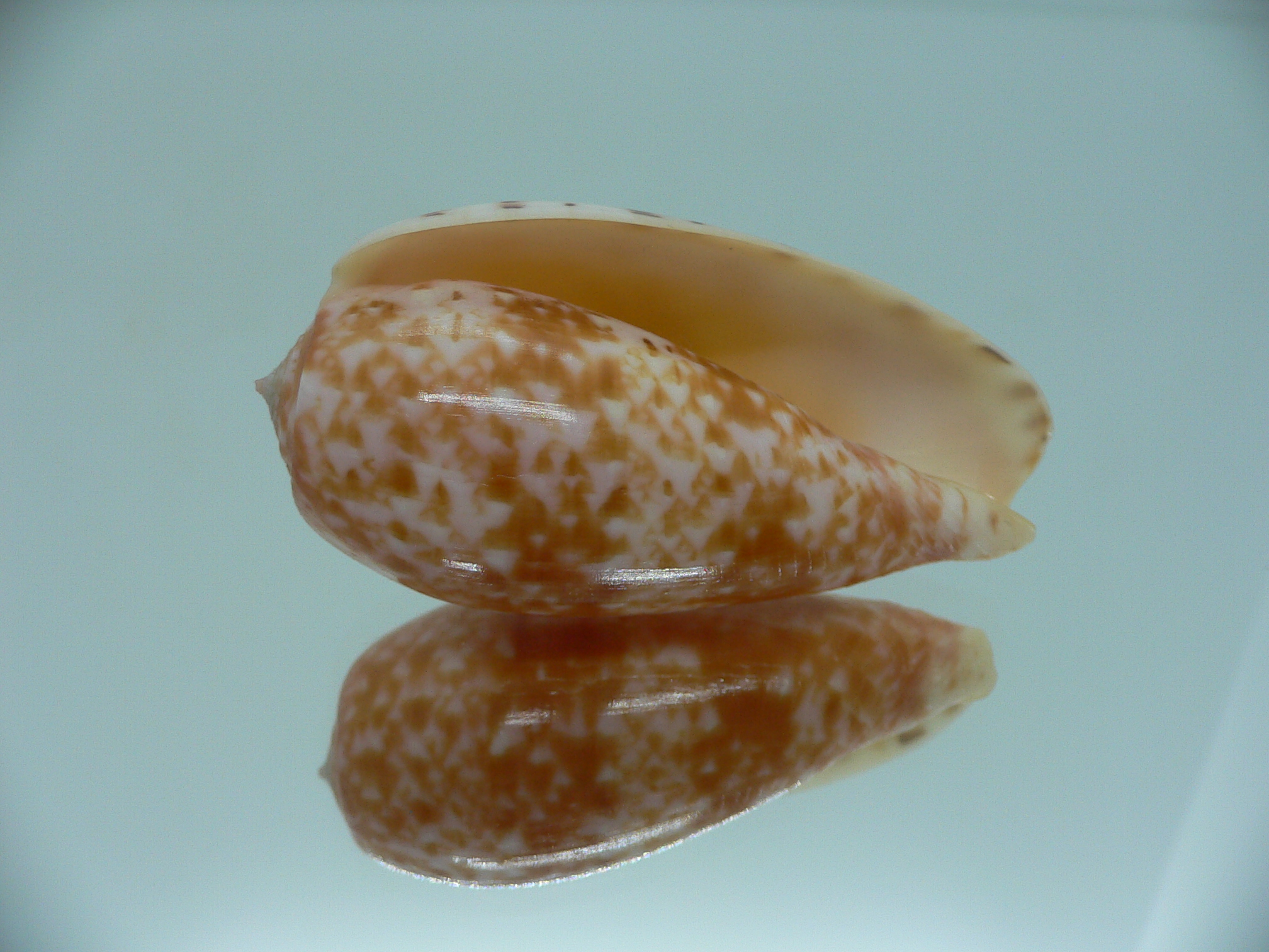 Conus bullatus COLOR