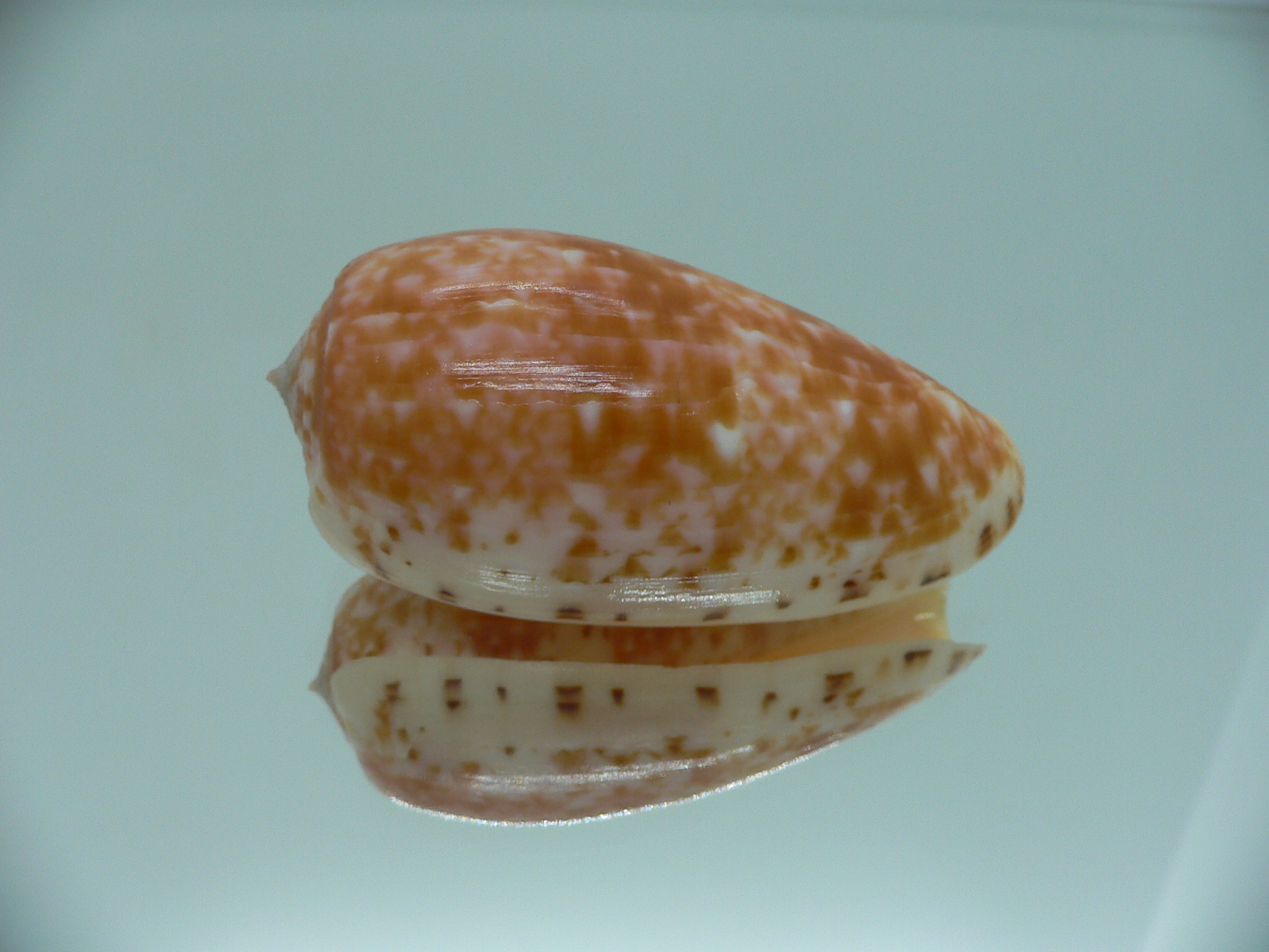 Conus bullatus COLOR