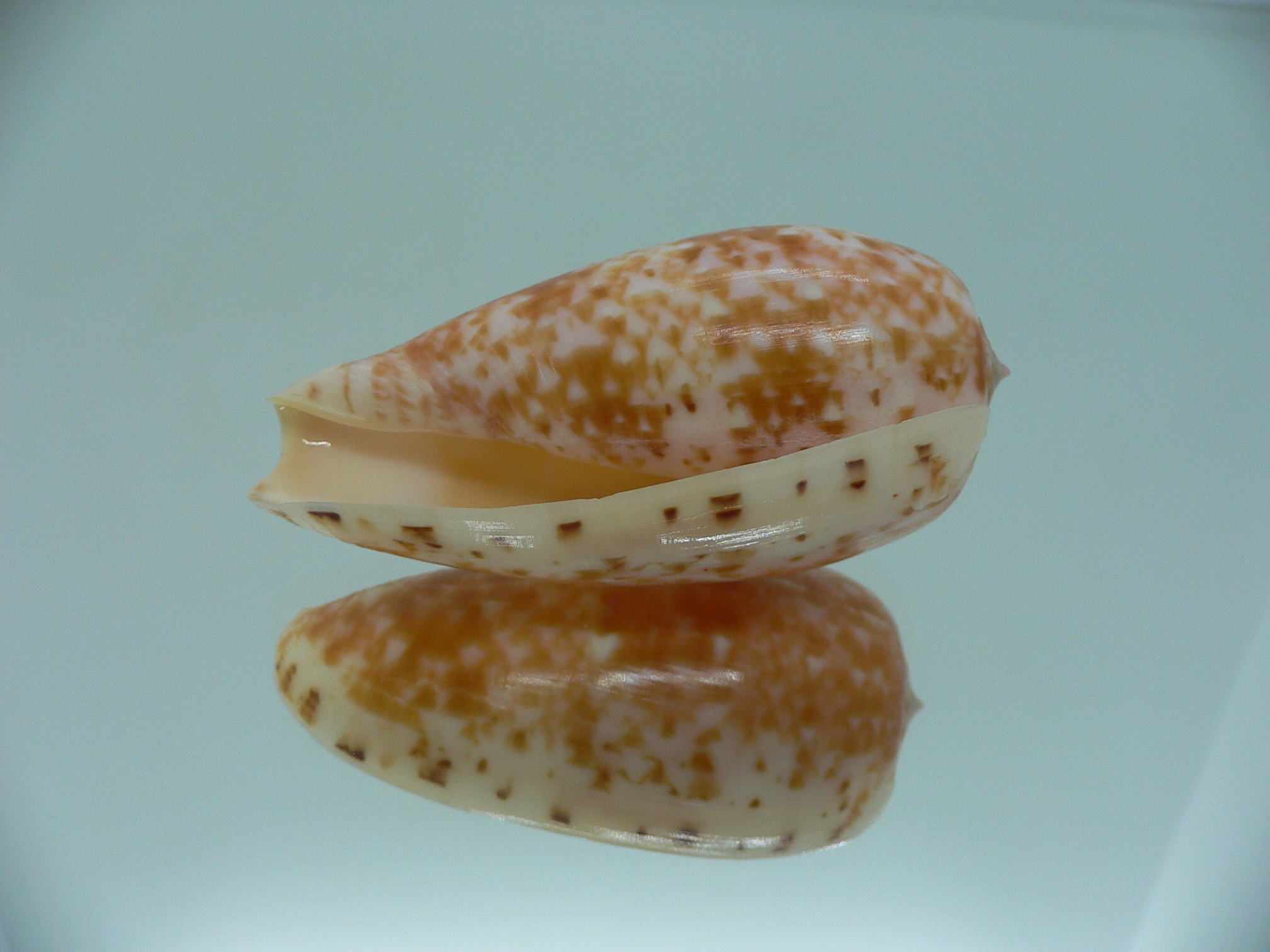 Conus bullatus COLOR