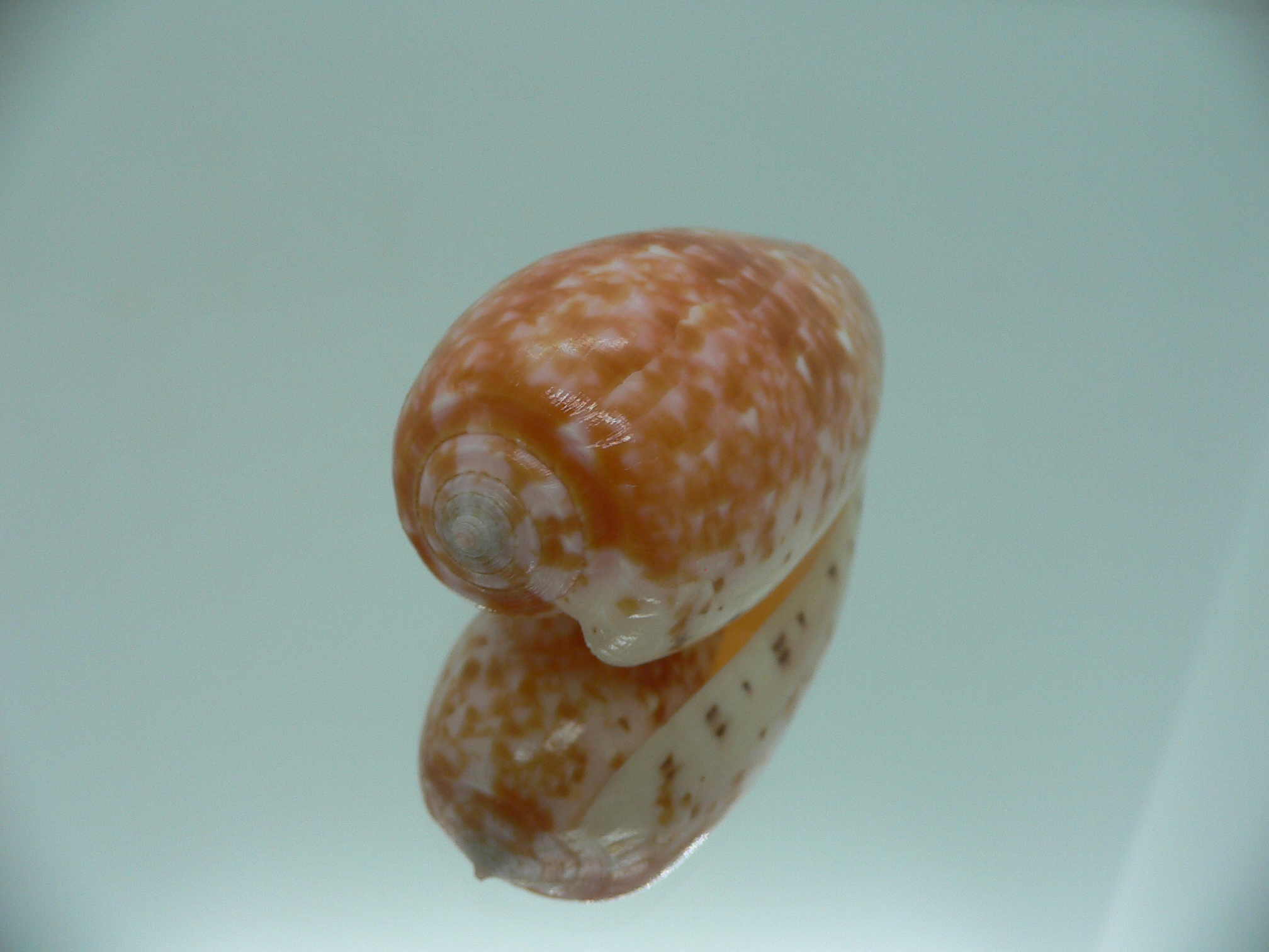 Conus bullatus COLOR