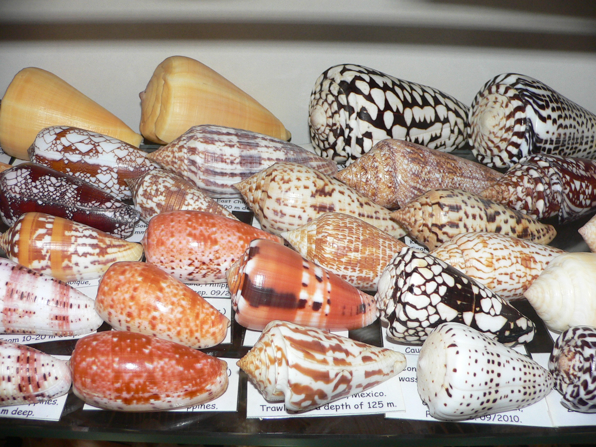Conus bullatus COLOR