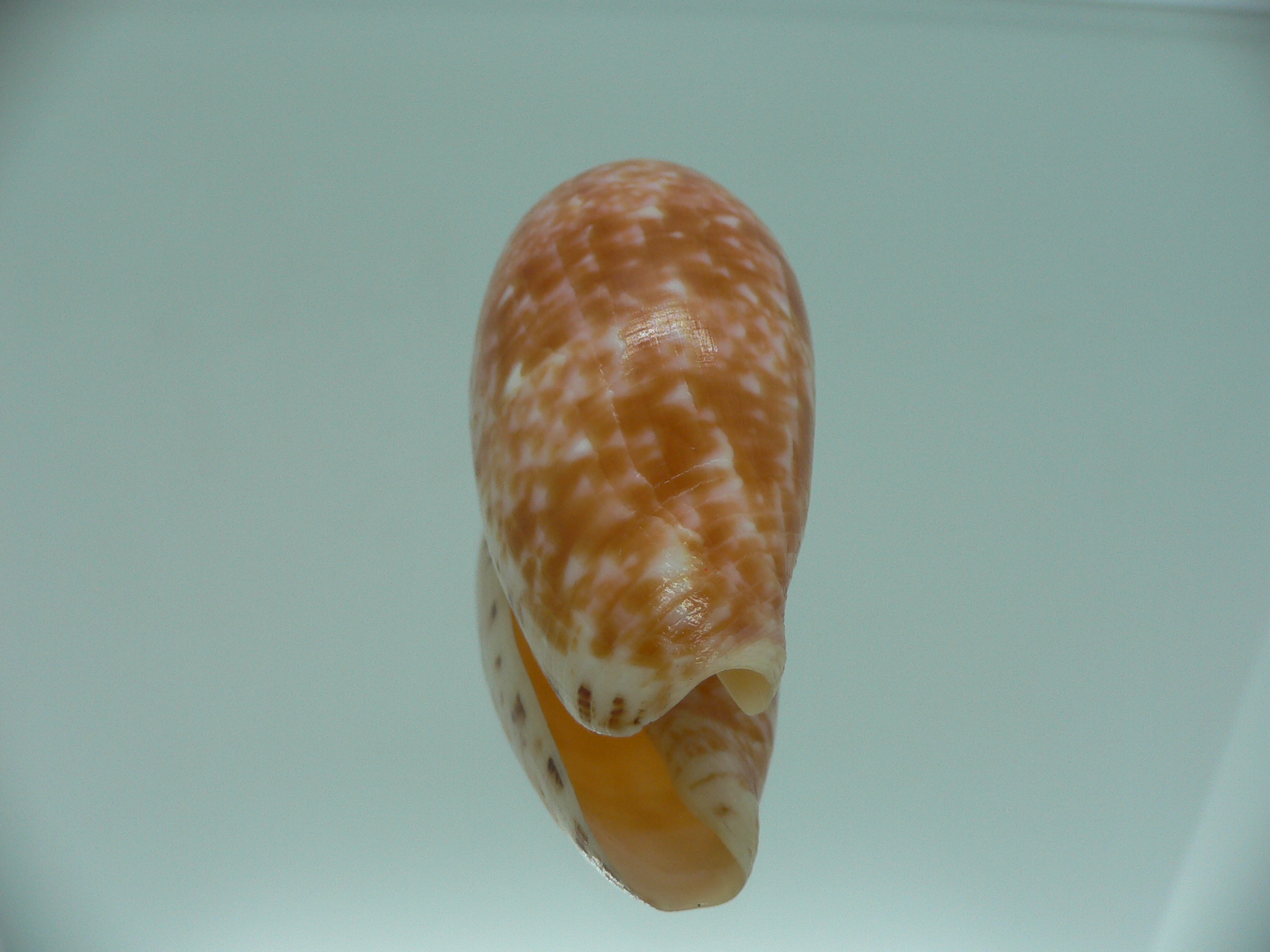 Conus bullatus COLOR