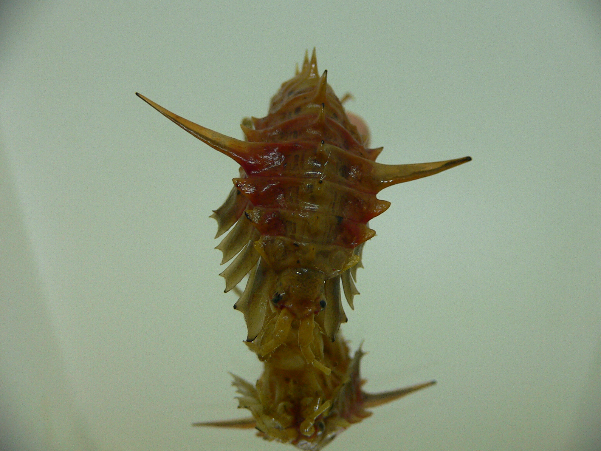 Acanthogammarus lappaceus
