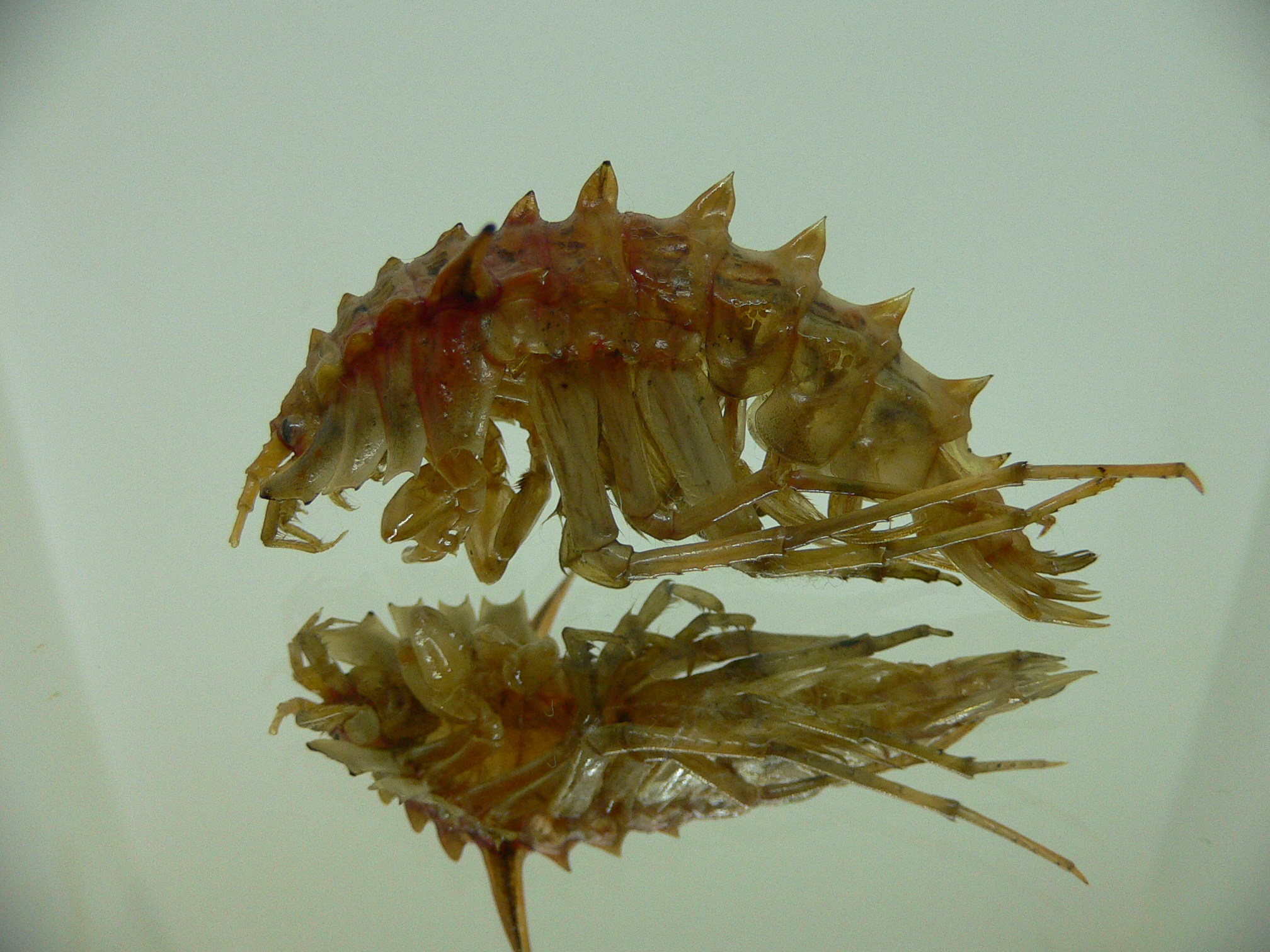 Acanthogammarus lappaceus