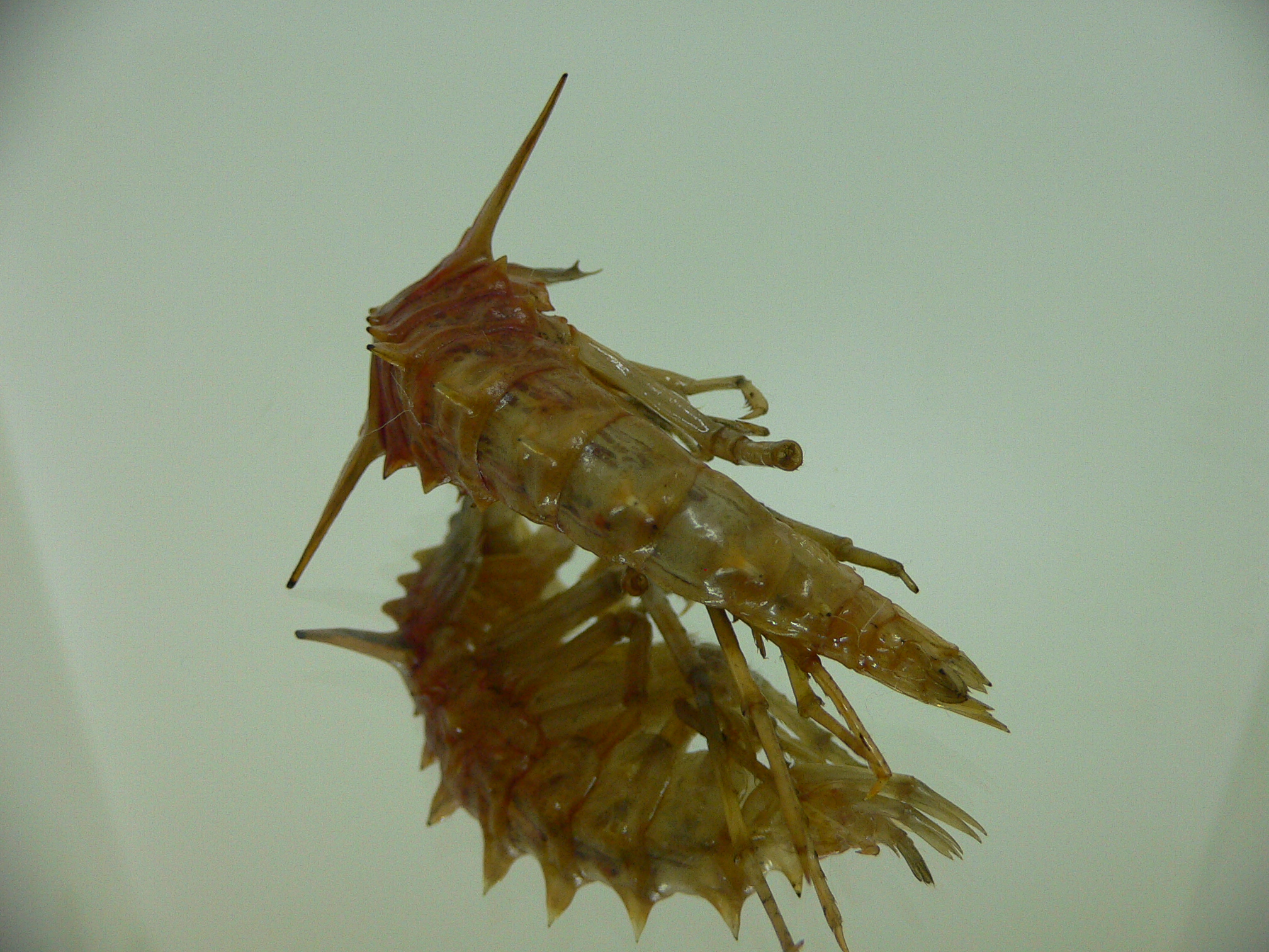 Acanthogammarus lappaceus