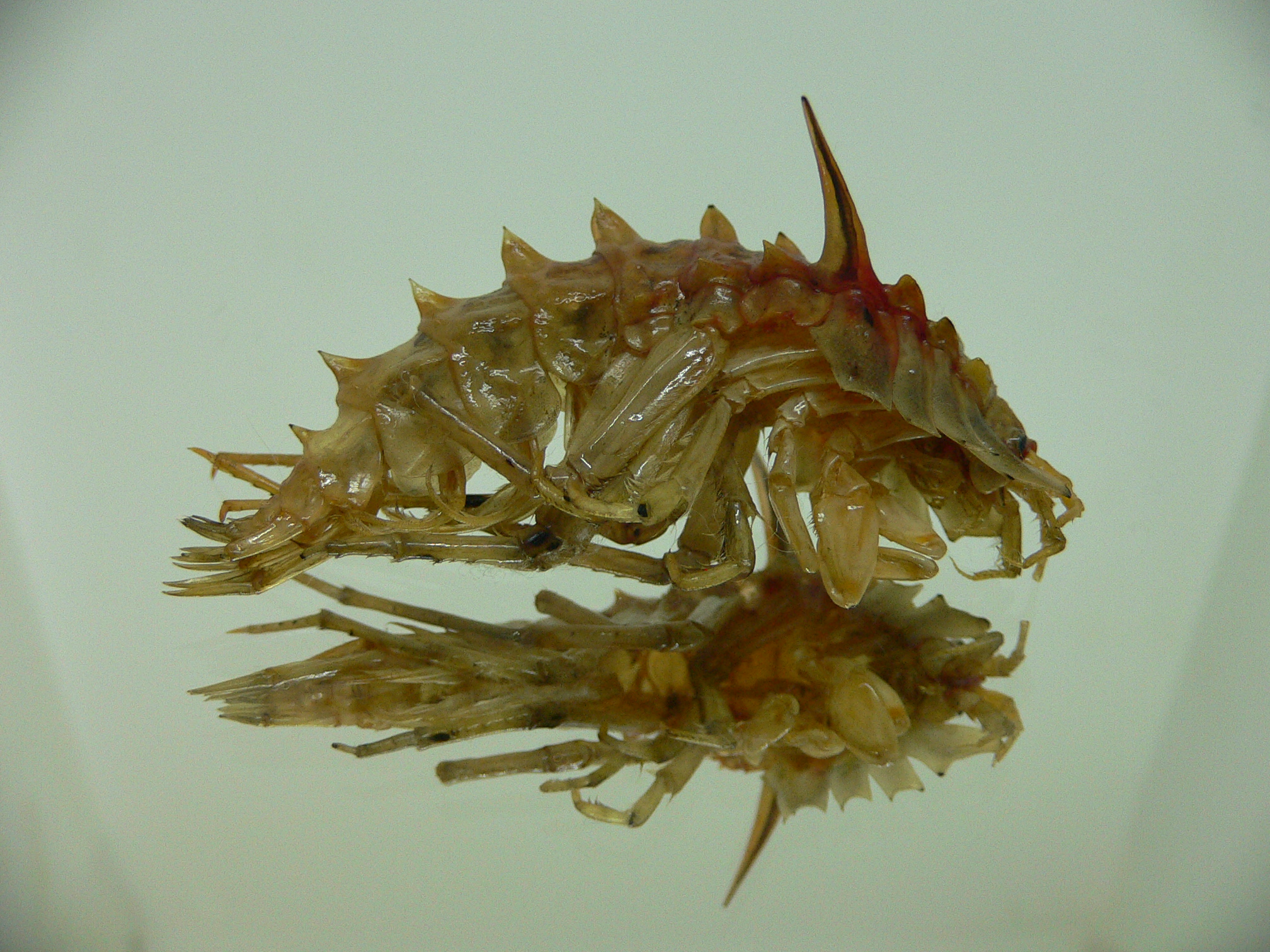 Acanthogammarus lappaceus
