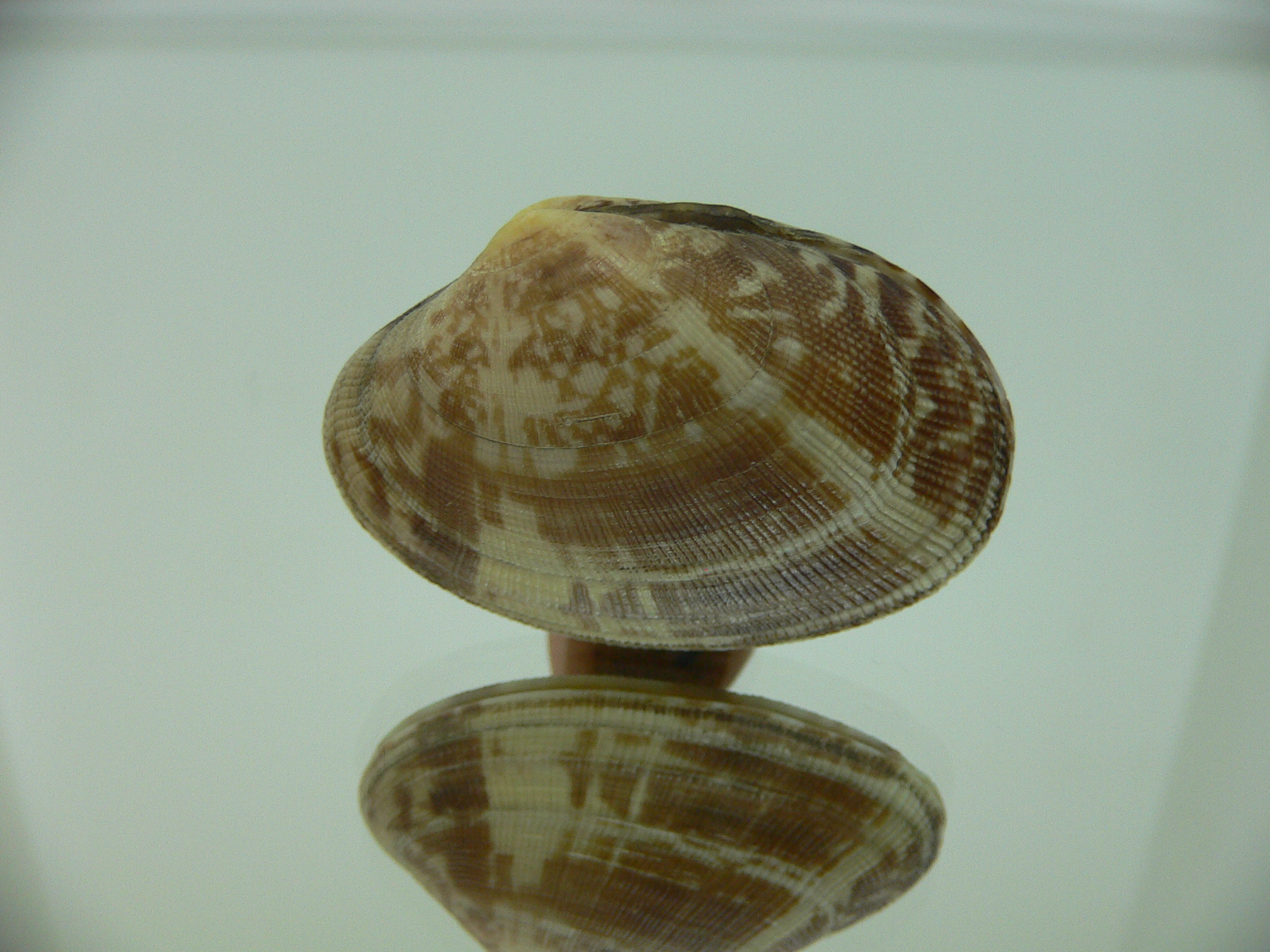 Venerupis aspera SUPER